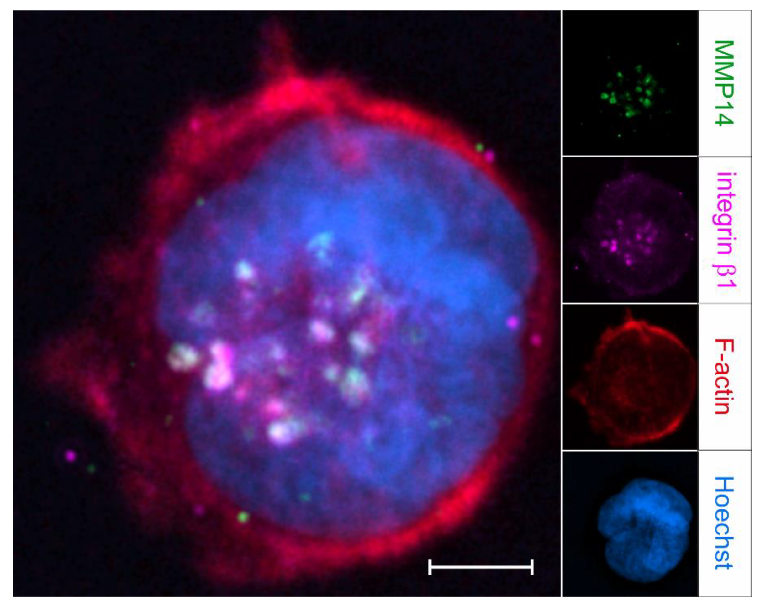 Ijms 23 00146 g007 Ijms 23 00146 g007