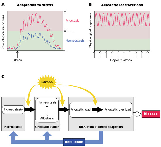 IJMS | Free Full-Text | Roles of Oxytocin in Stress Responses 