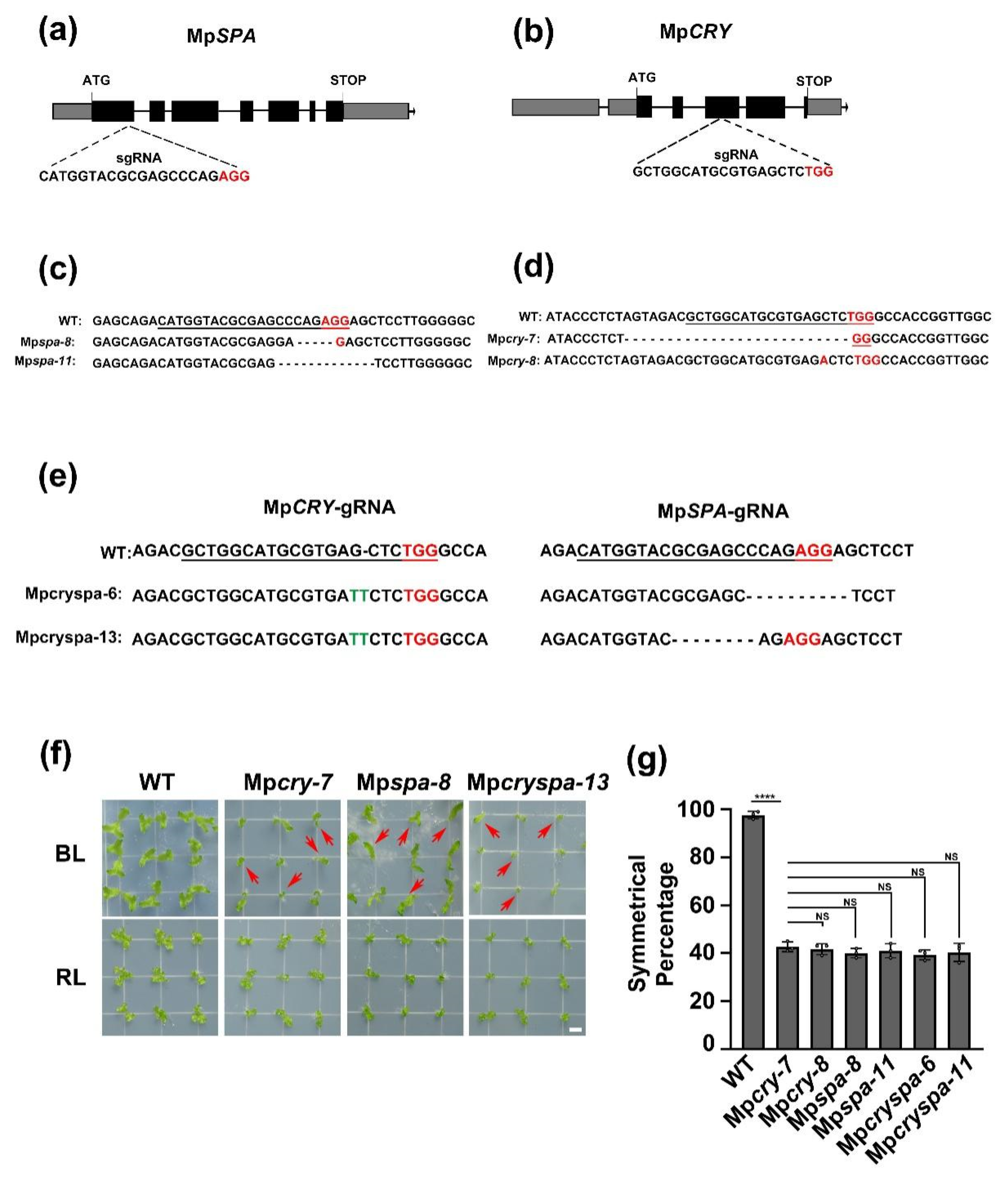 Ijms 23 00158 g001 Ijms 23 00158 g001
