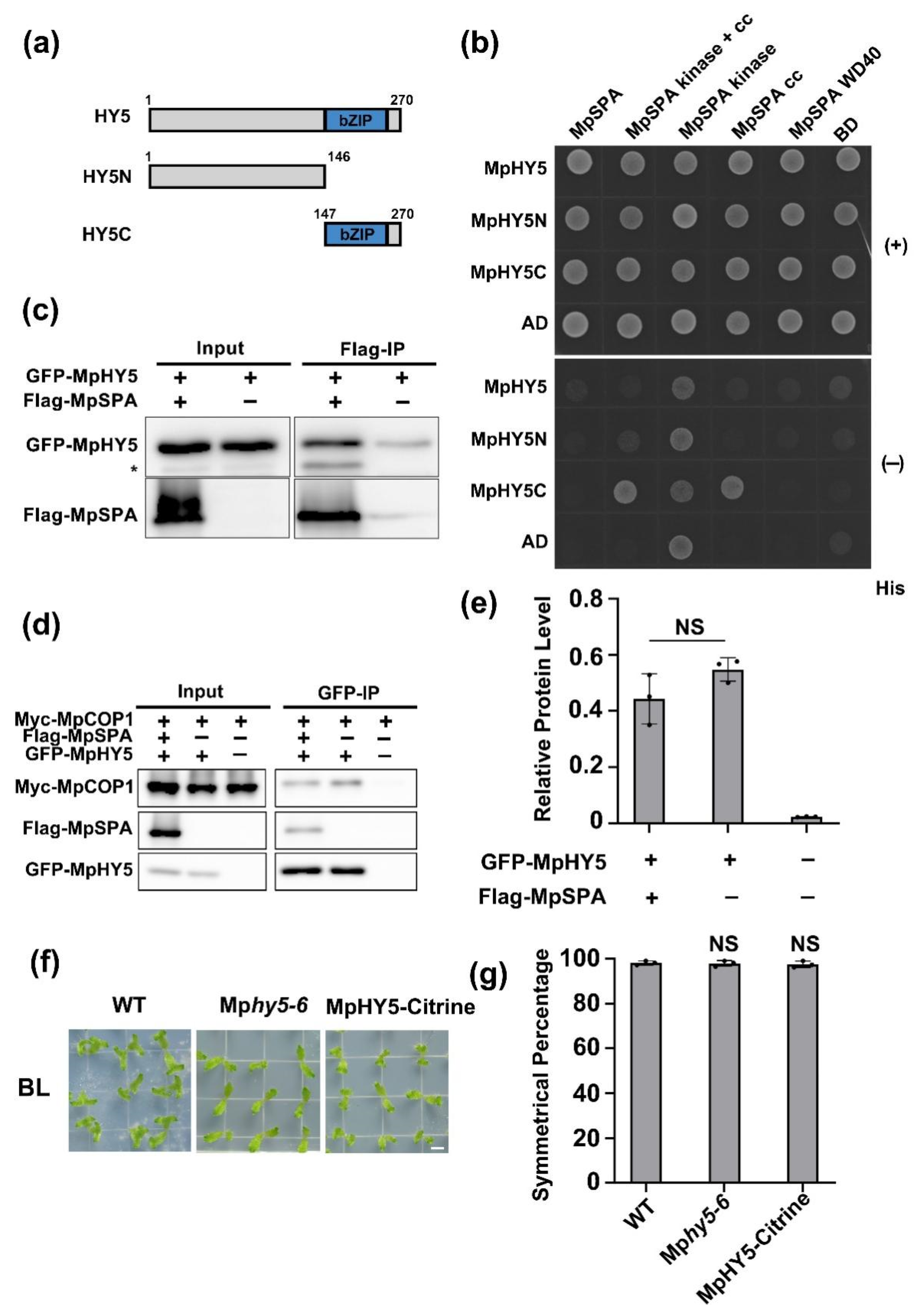 Ijms 23 00158 g004 Ijms 23 00158 g004