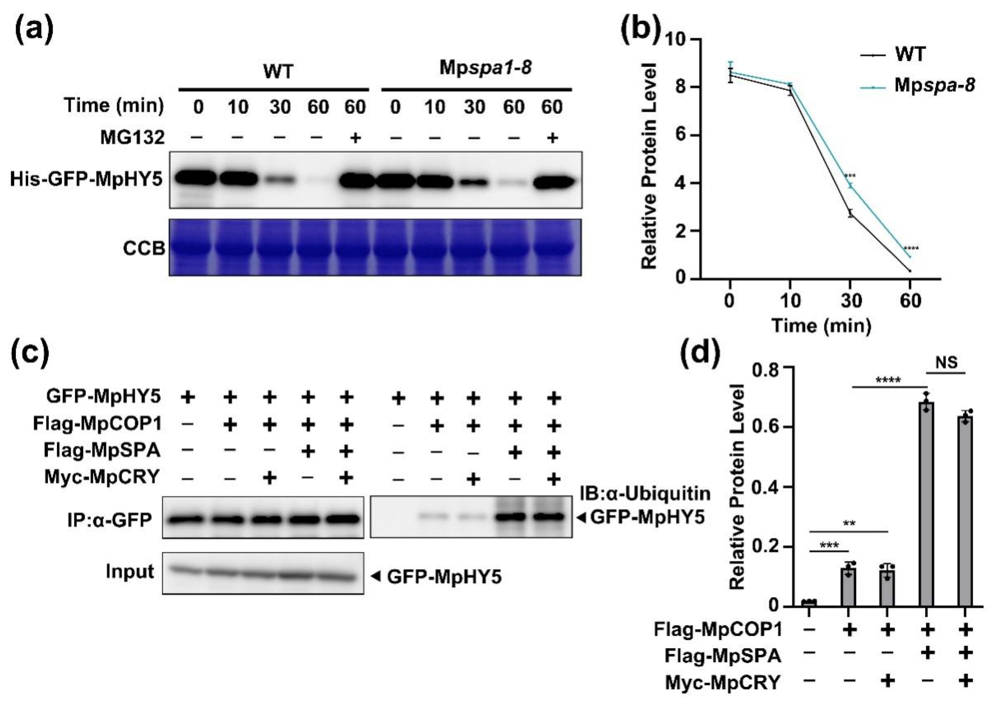 Ijms 23 00158 g005 Ijms 23 00158 g005