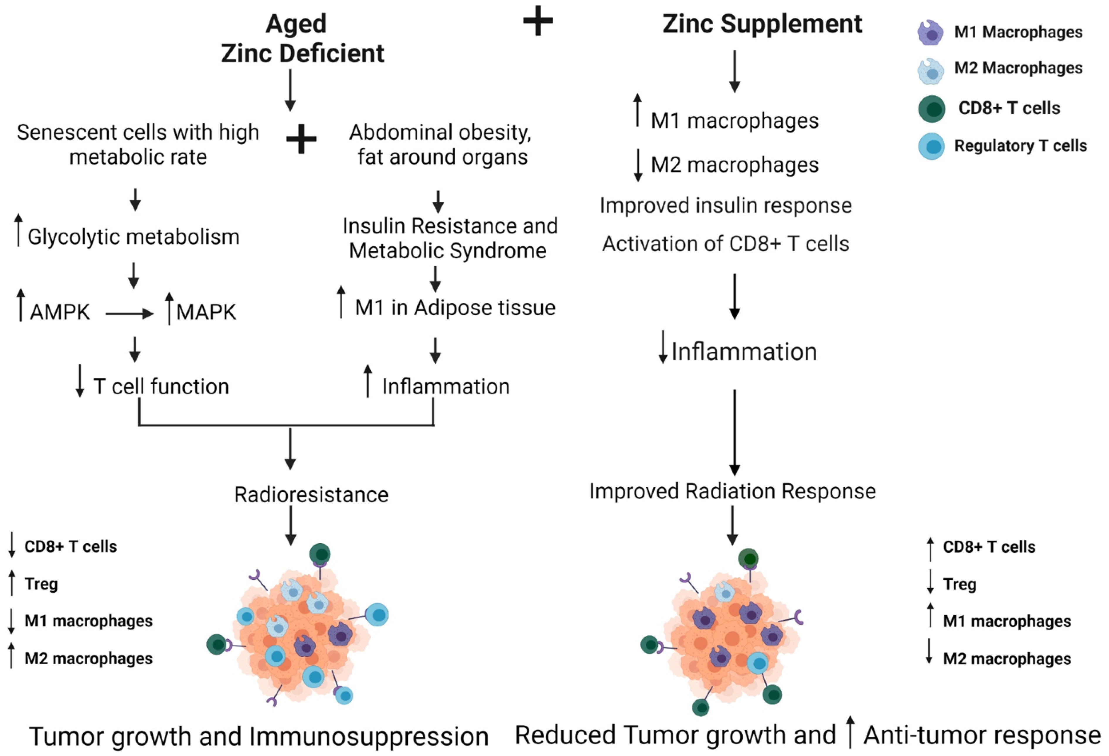 Ijms 23 00175 g003 Ijms 23 00175 g003
