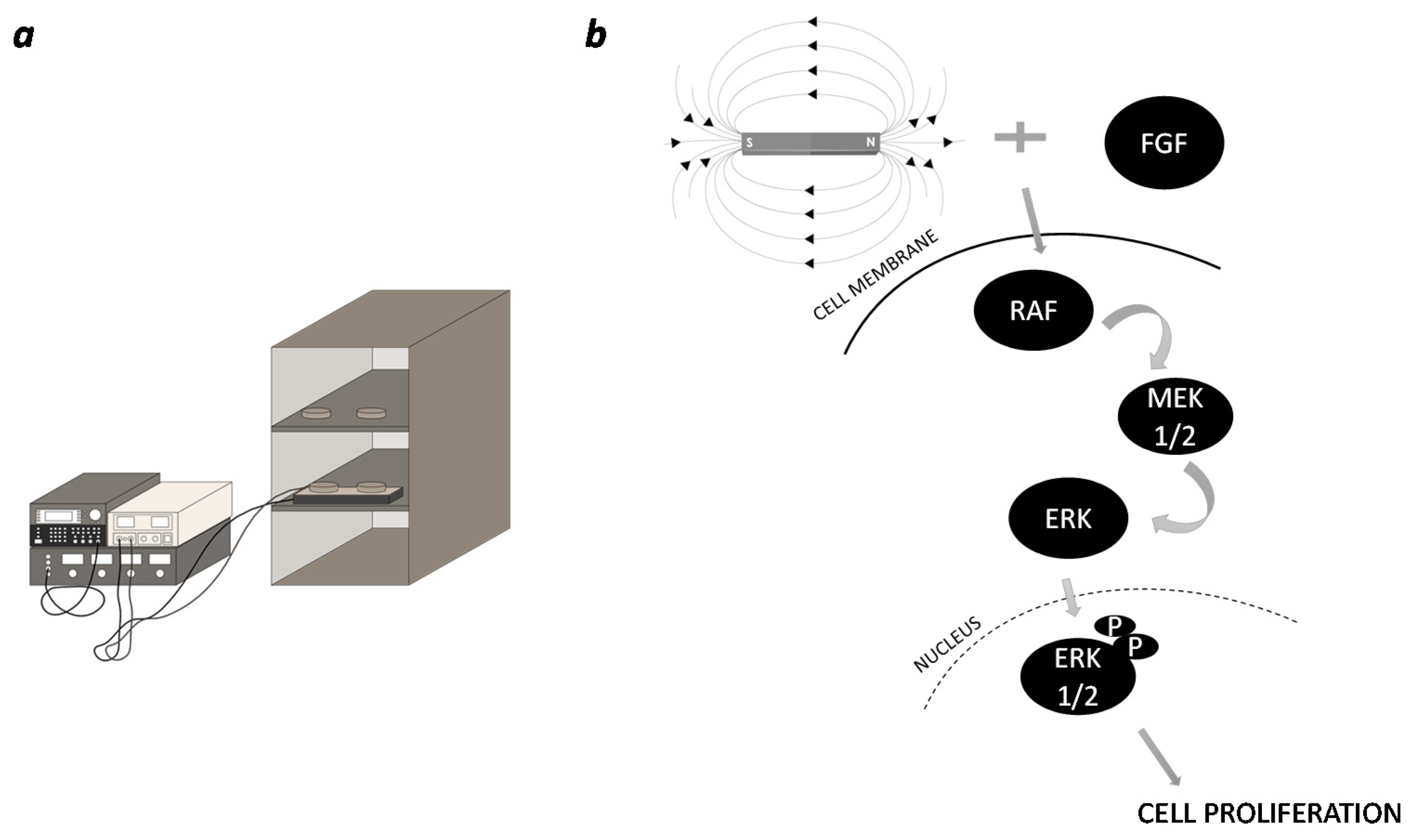 Ijms 23 00188 g006 550