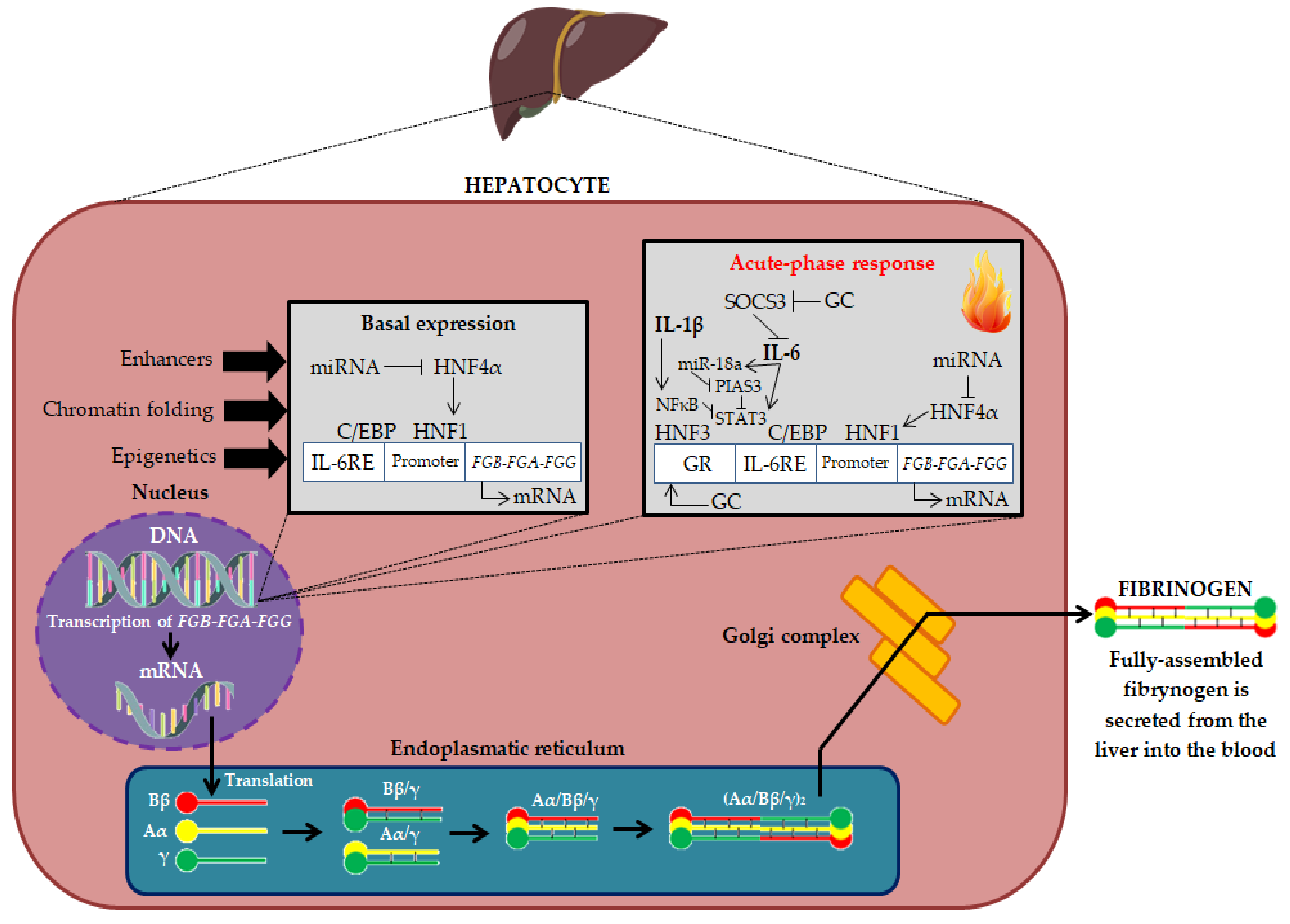 Ijms 23 00193 g001 Ijms 23 00193 g001