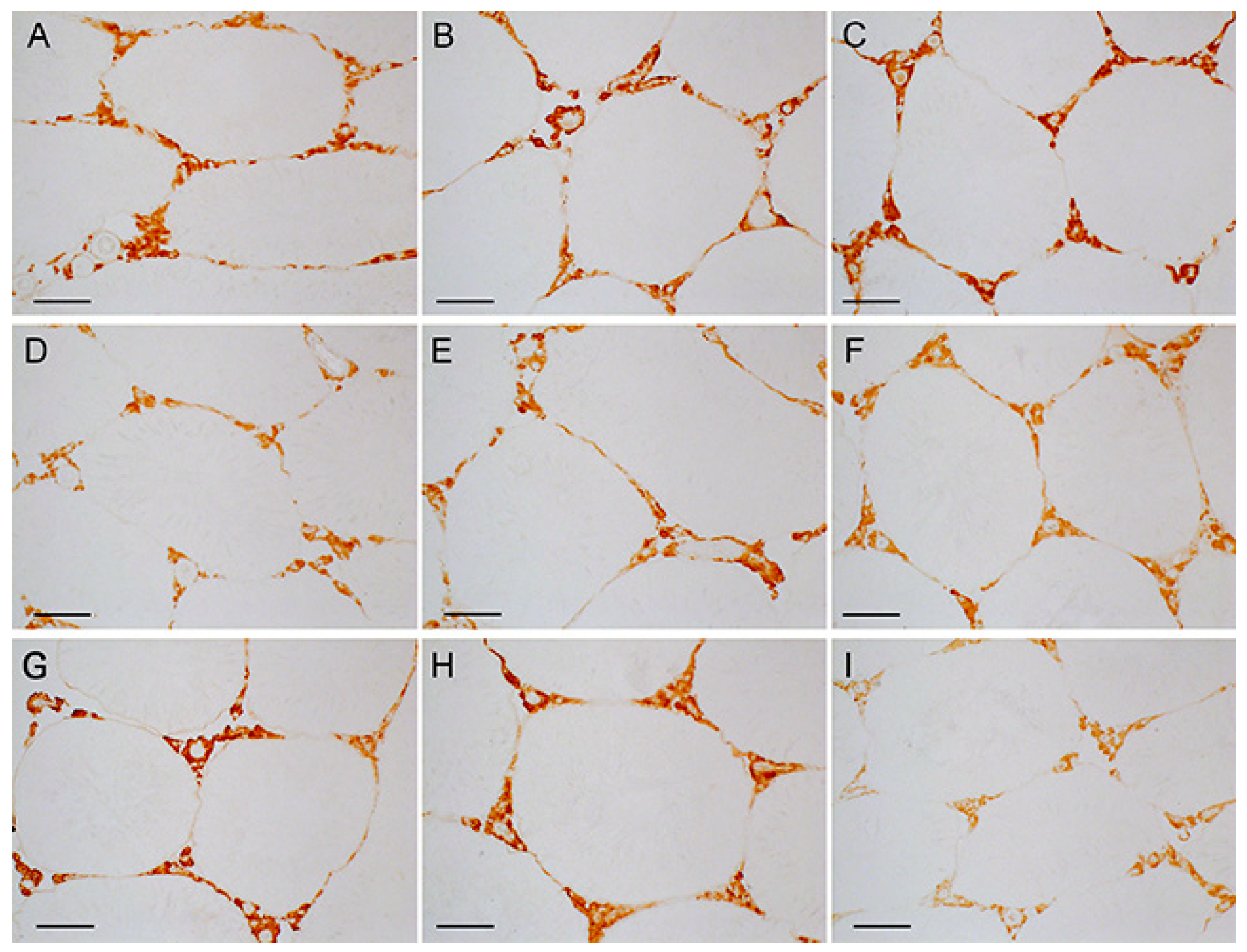 Ijms 23 00198 g007 Ijms 23 00198 g007