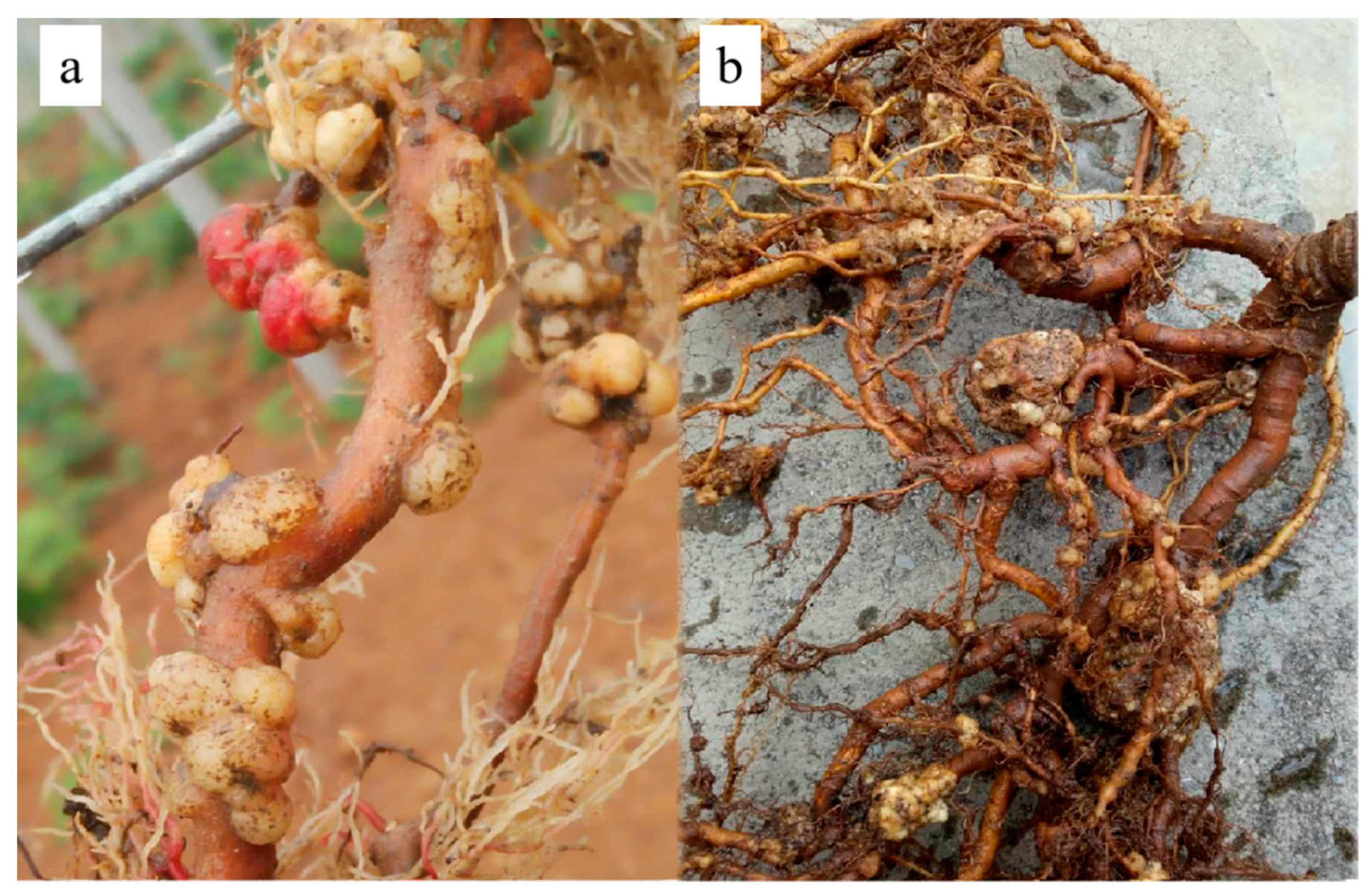 Ijms 23 00207 g001 Ijms 23 00207 g001