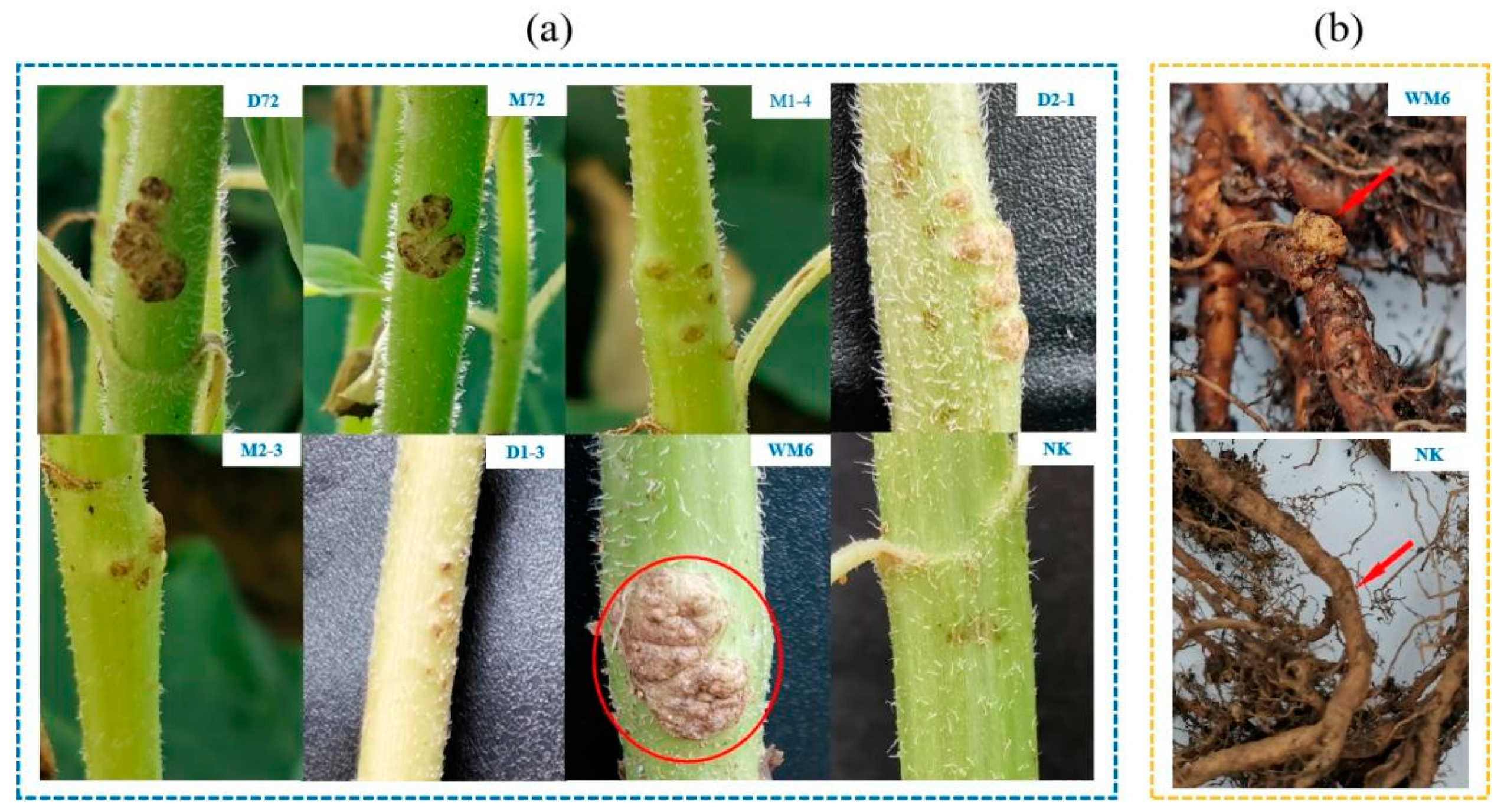 Ijms 23 00207 g002 Ijms 23 00207 g002