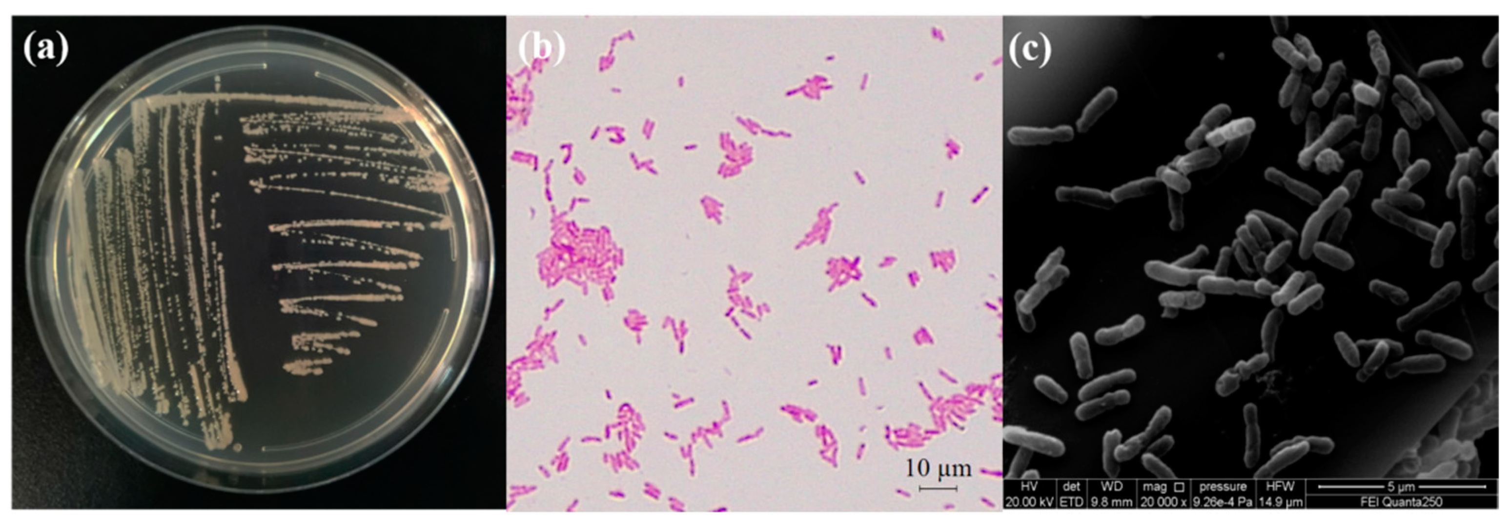 Ijms 23 00207 g003 Ijms 23 00207 g003