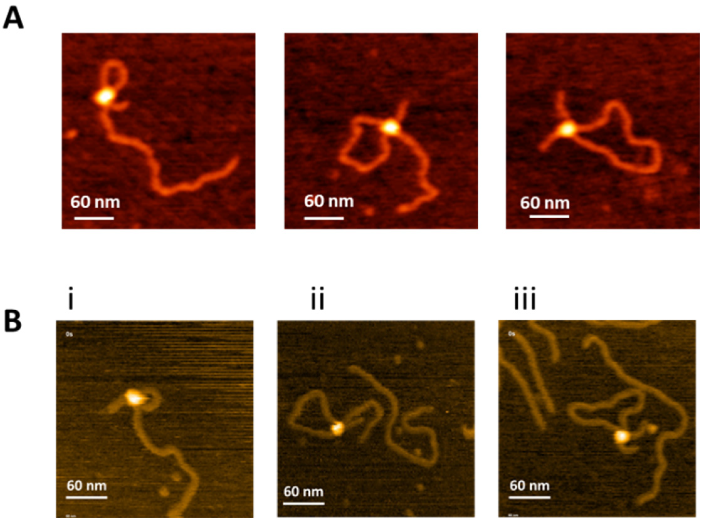 Ijms 23 00212 g002 Ijms 23 00212 g002