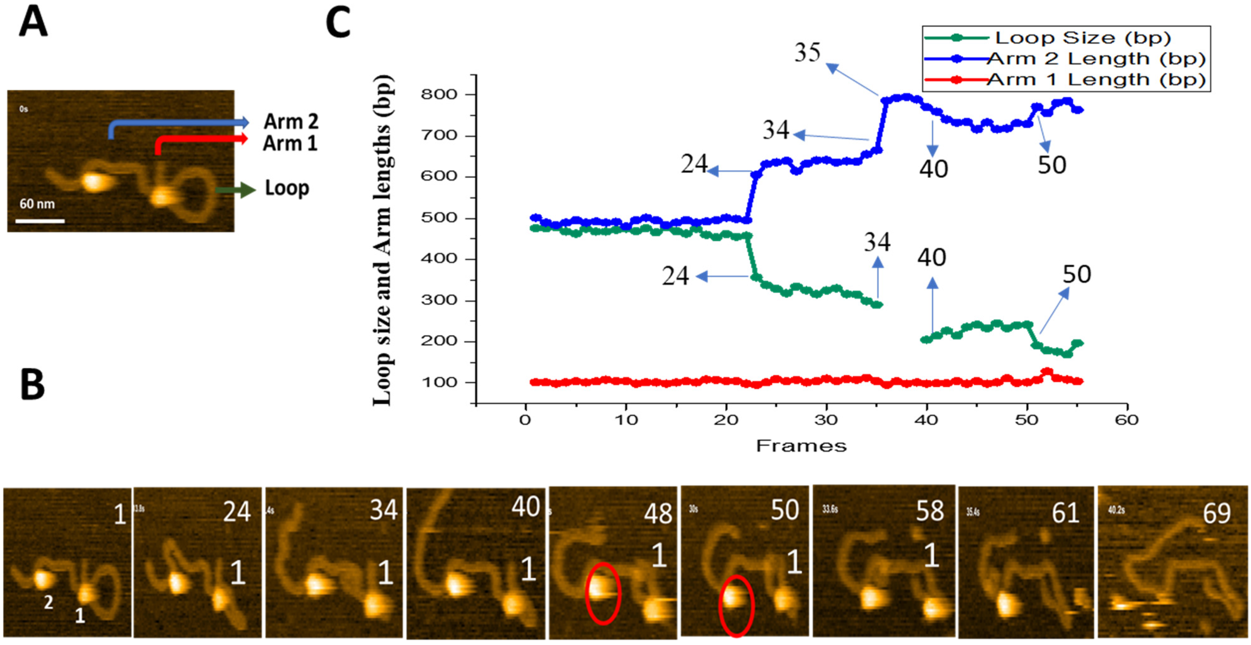Ijms 23 00212 g004 Ijms 23 00212 g004