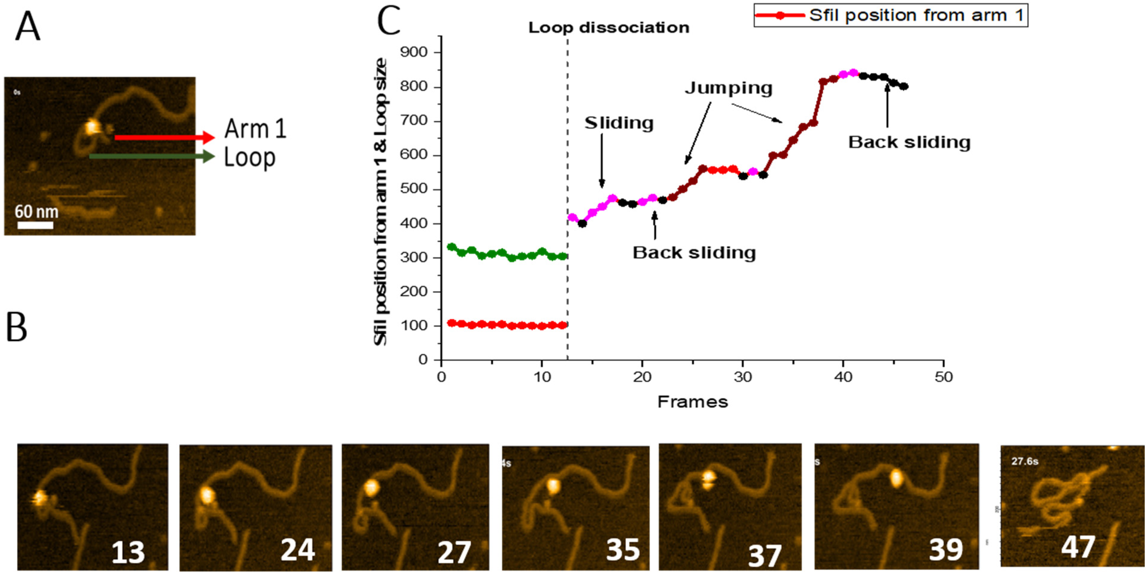 Ijms 23 00212 g006 Ijms 23 00212 g006