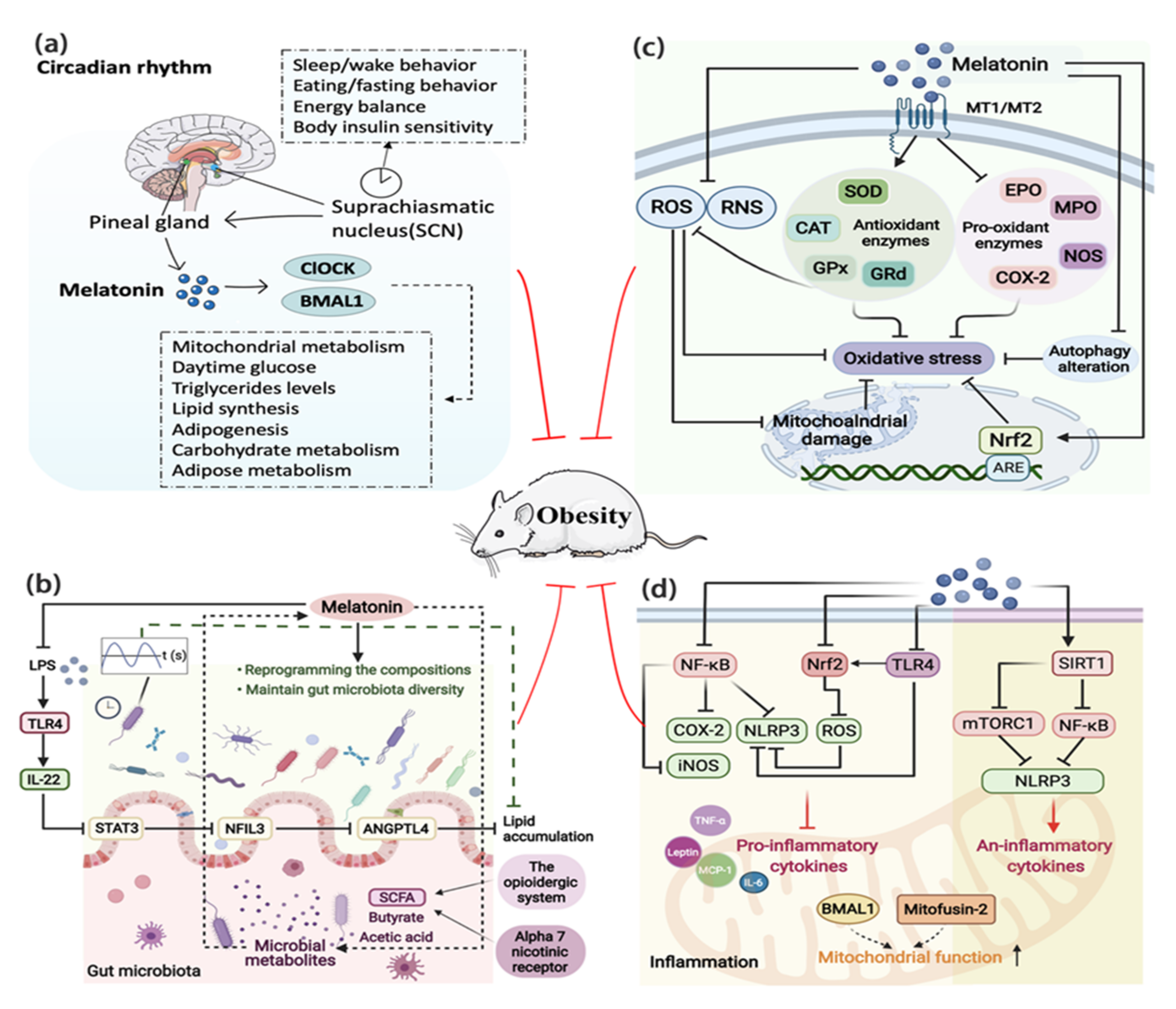 Mechanisms of Melatonin in Obesity: A Review
