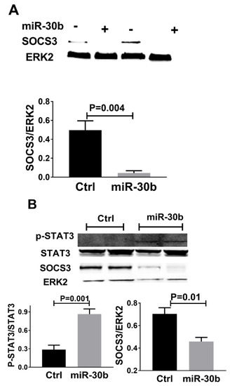 MicroRNA-30b Is Both Necessary and Sufficient for