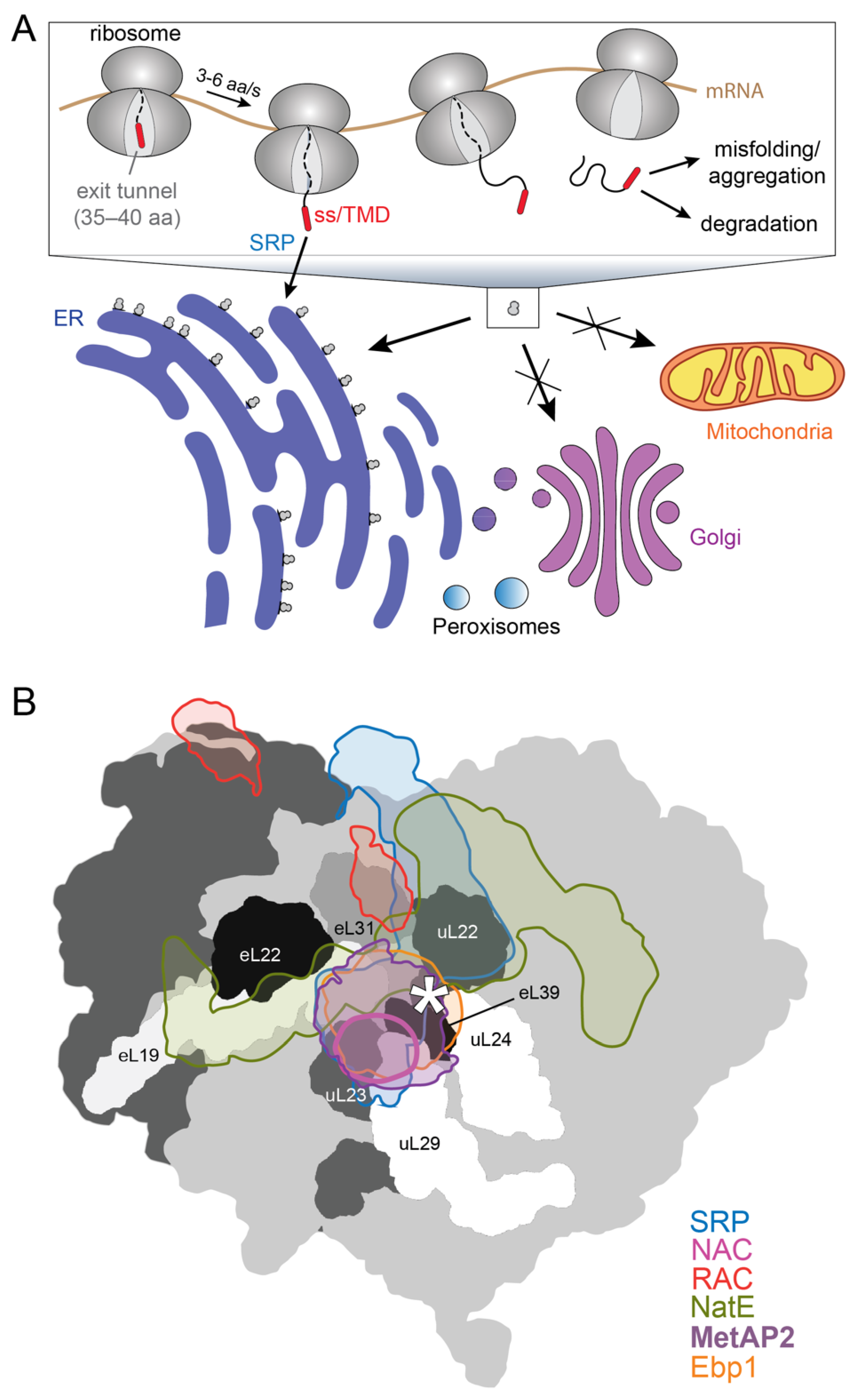 Ijms 23 00281 g001 Ijms 23 00281 g001