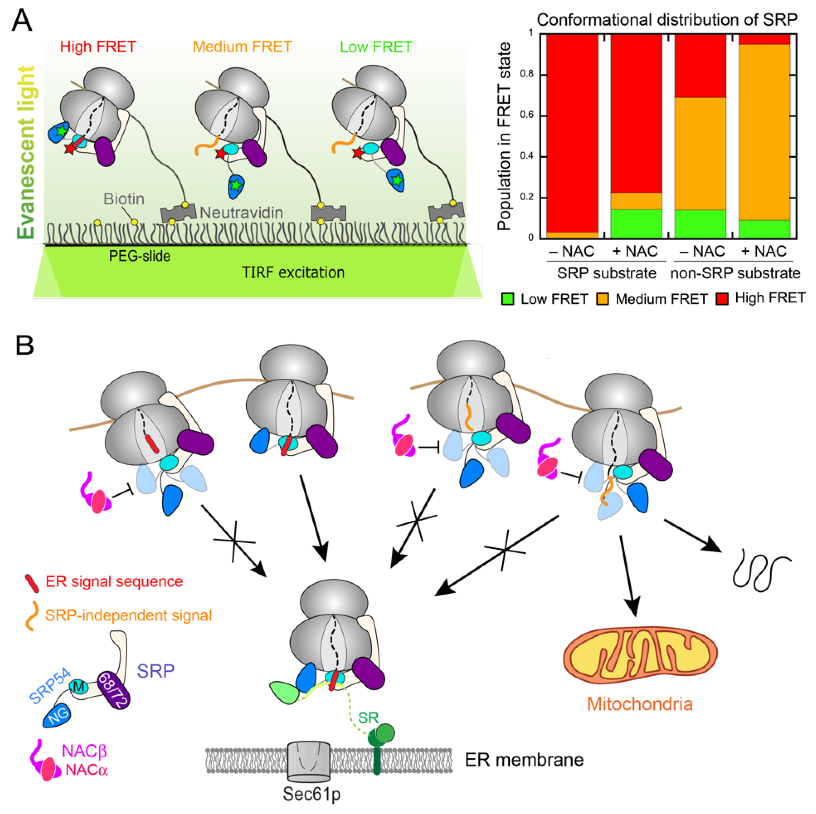 Ijms 23 00281 g005 Ijms 23 00281 g005