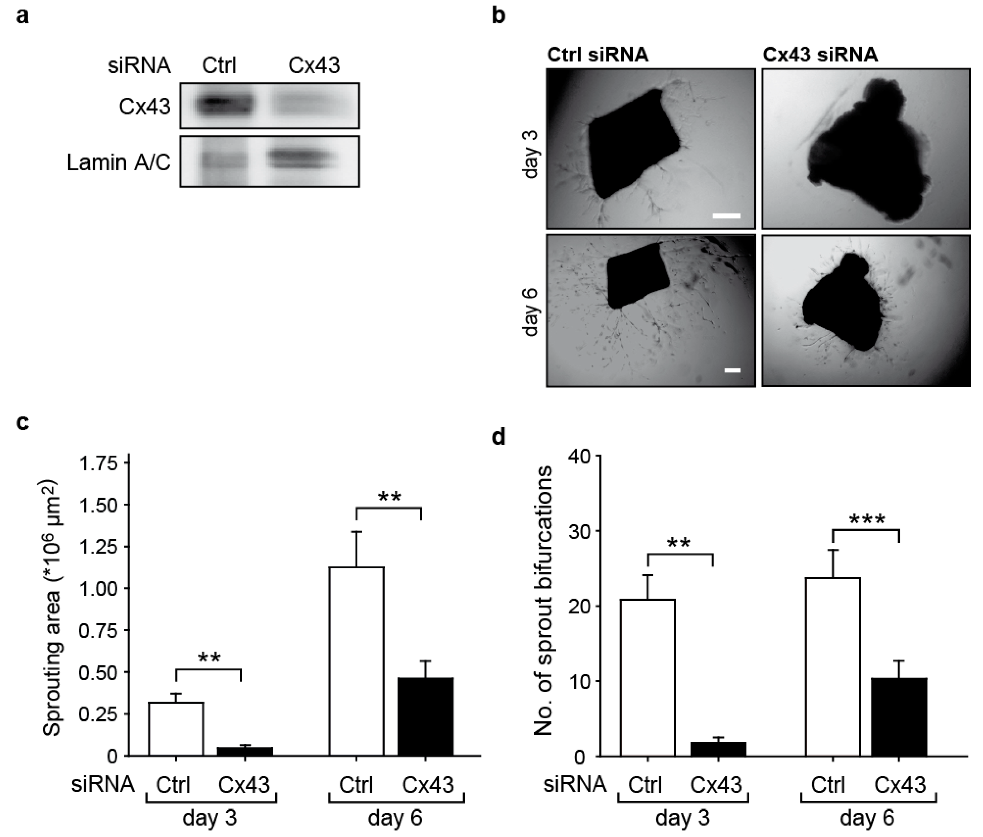 Ijms 23 00294 g002 550
