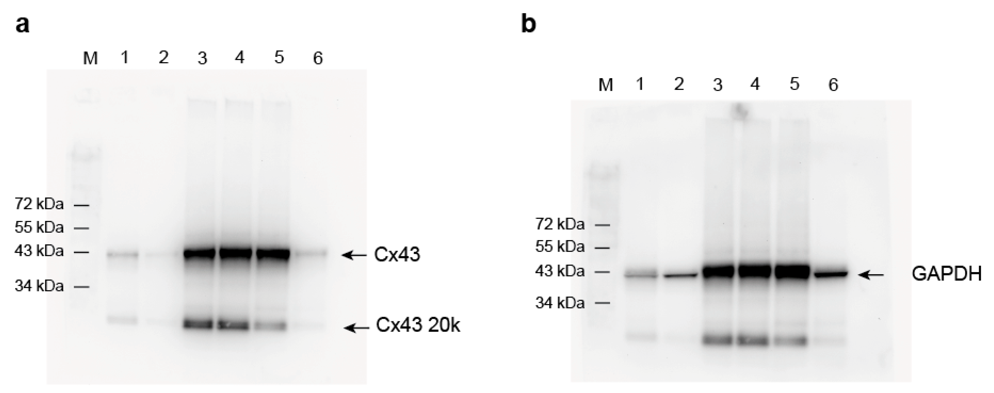 Ijms 23 00294 g0a1 550