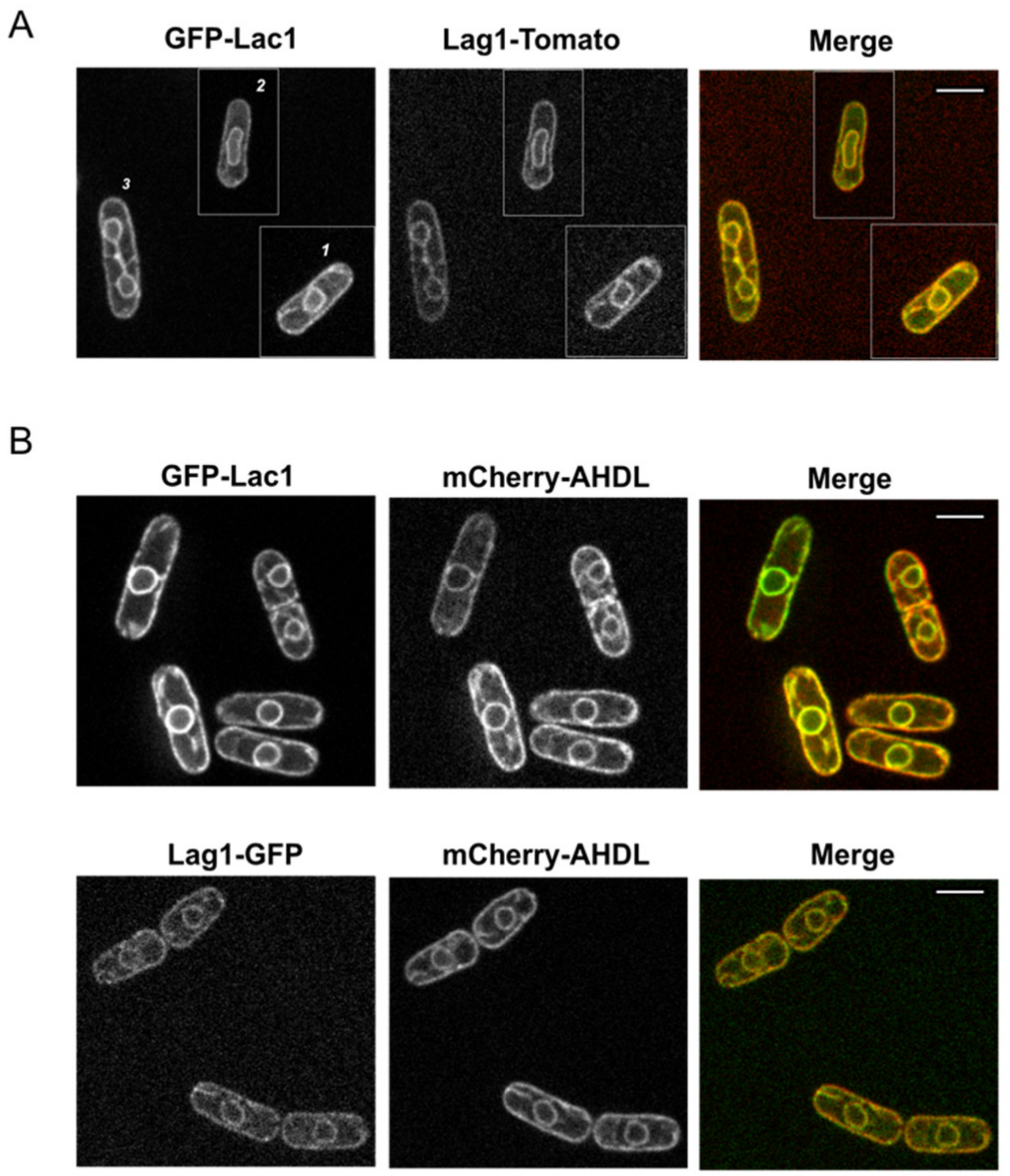 Ijms 23 00303 g002 Ijms 23 00303 g002