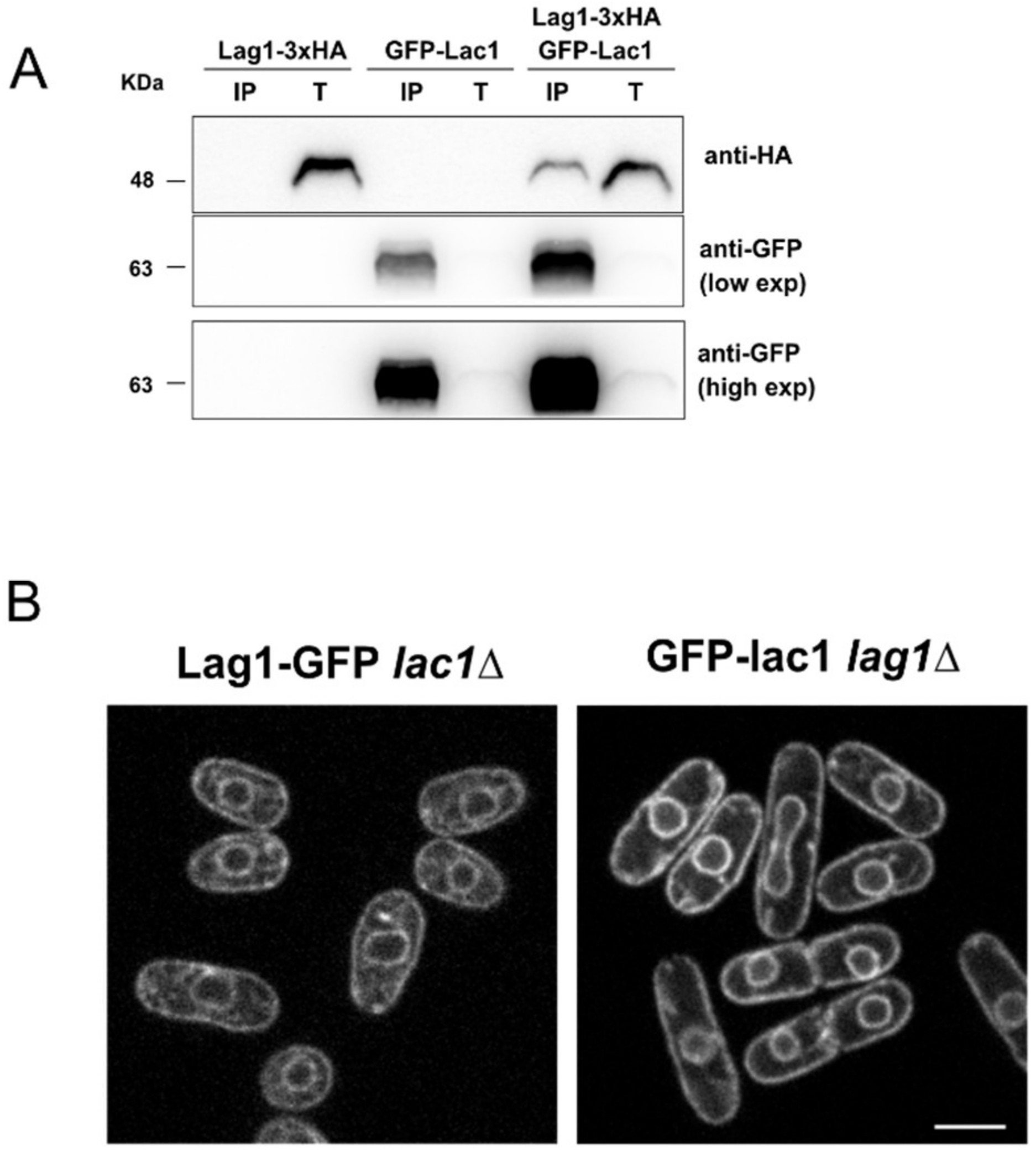 Ijms 23 00303 g003 Ijms 23 00303 g003