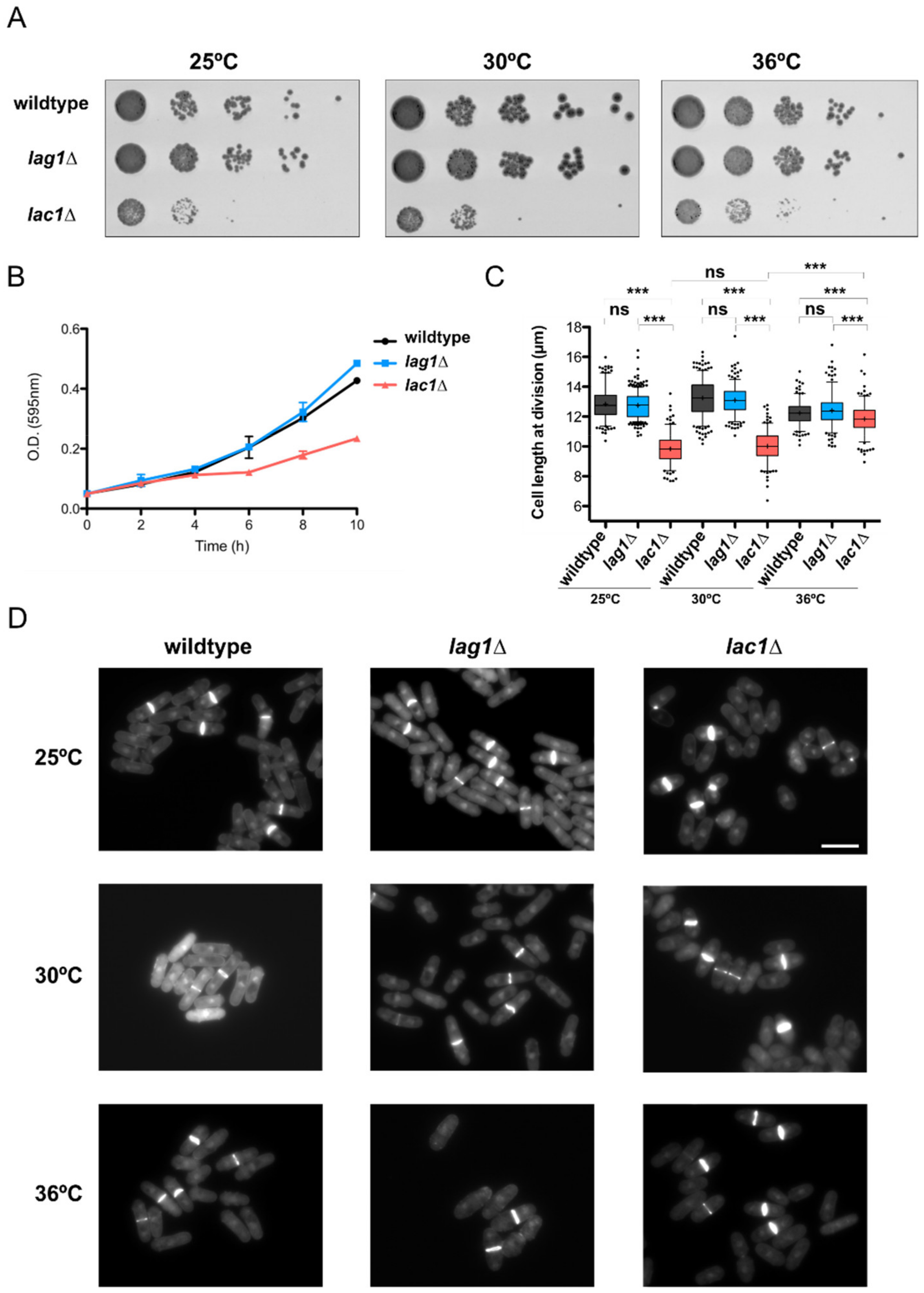 Ijms 23 00303 g004 Ijms 23 00303 g004