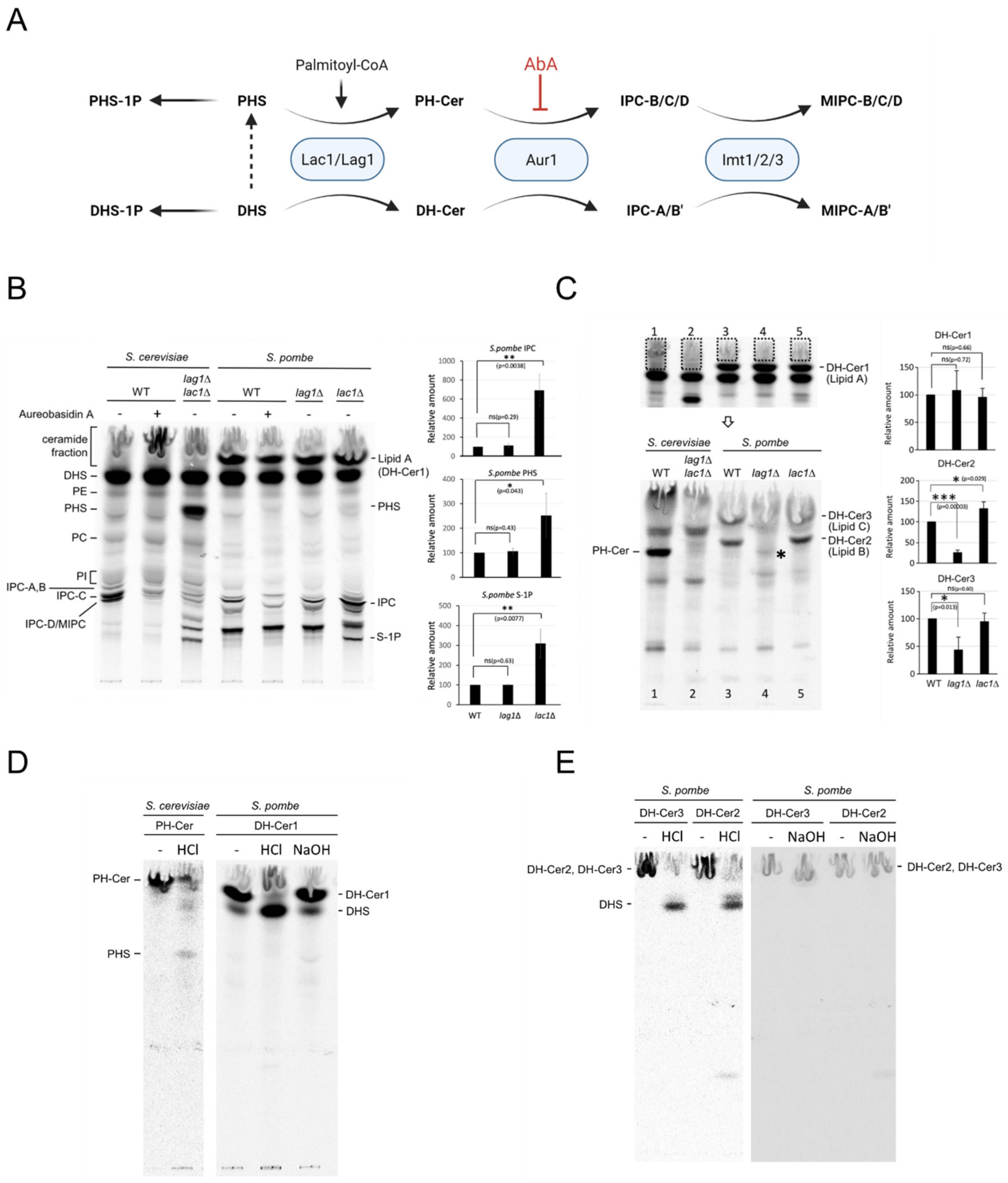 Ijms 23 00303 g005 Ijms 23 00303 g005