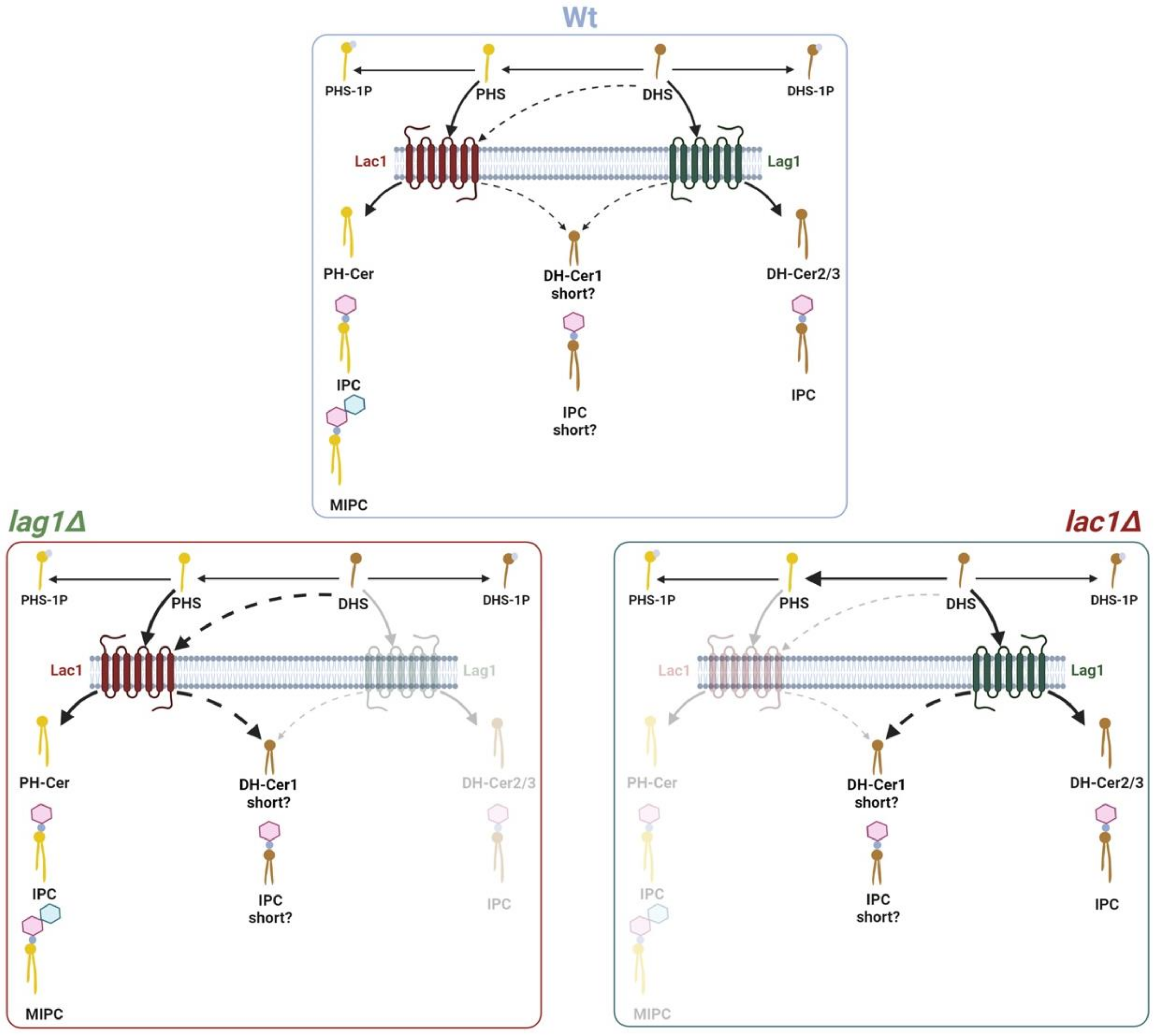 Ijms 23 00303 g006 Ijms 23 00303 g006