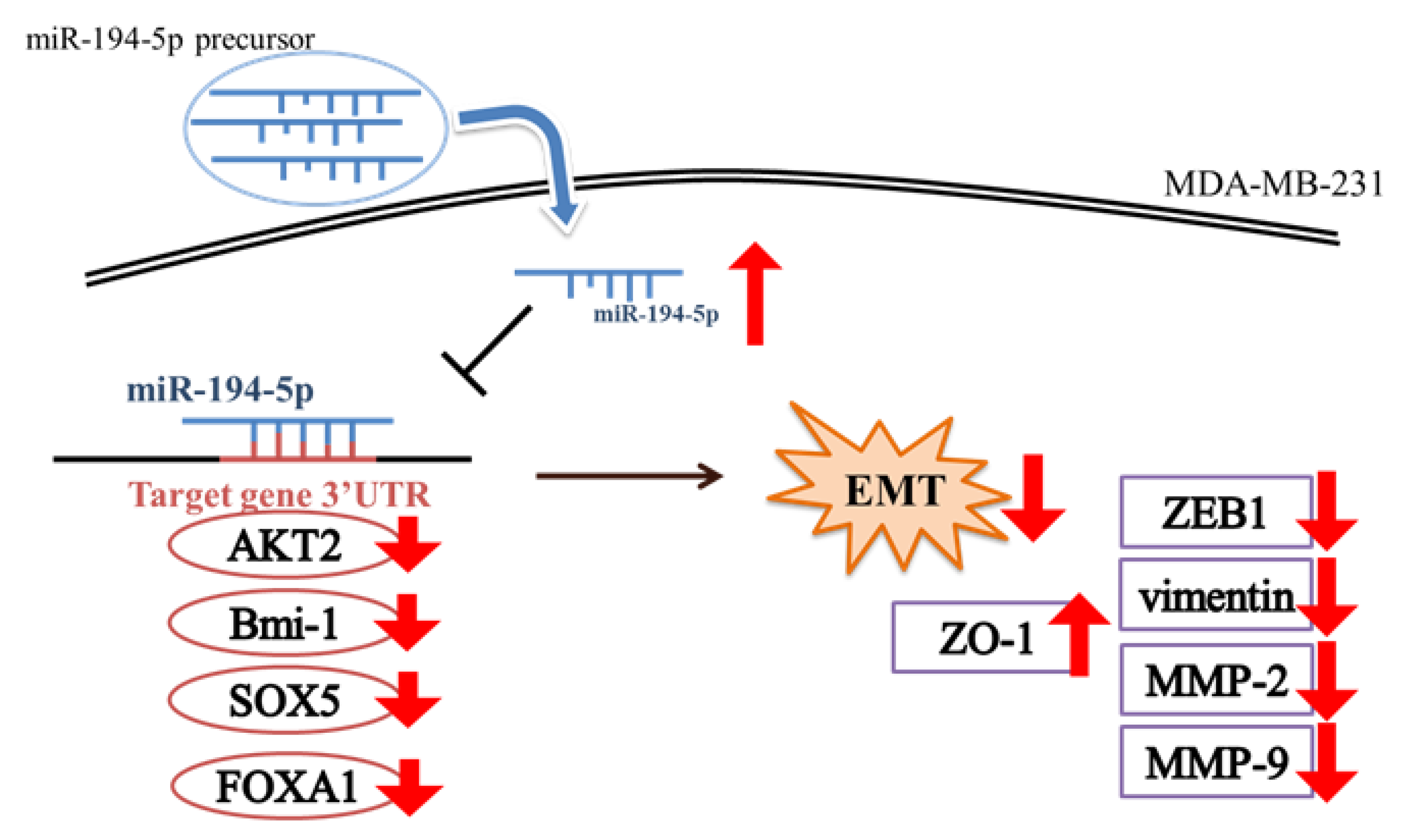 Ijms 23 00325 g007 550