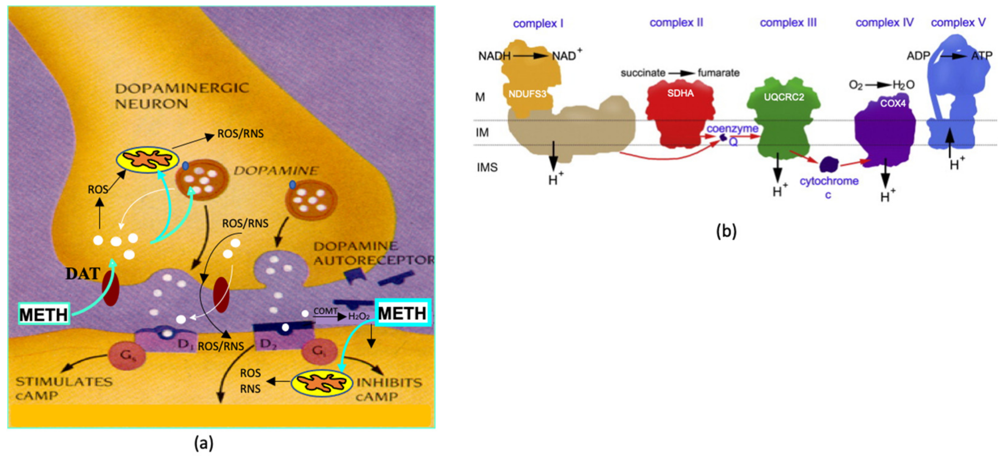 Ijms 23 00363 g001 Ijms 23 00363 g001