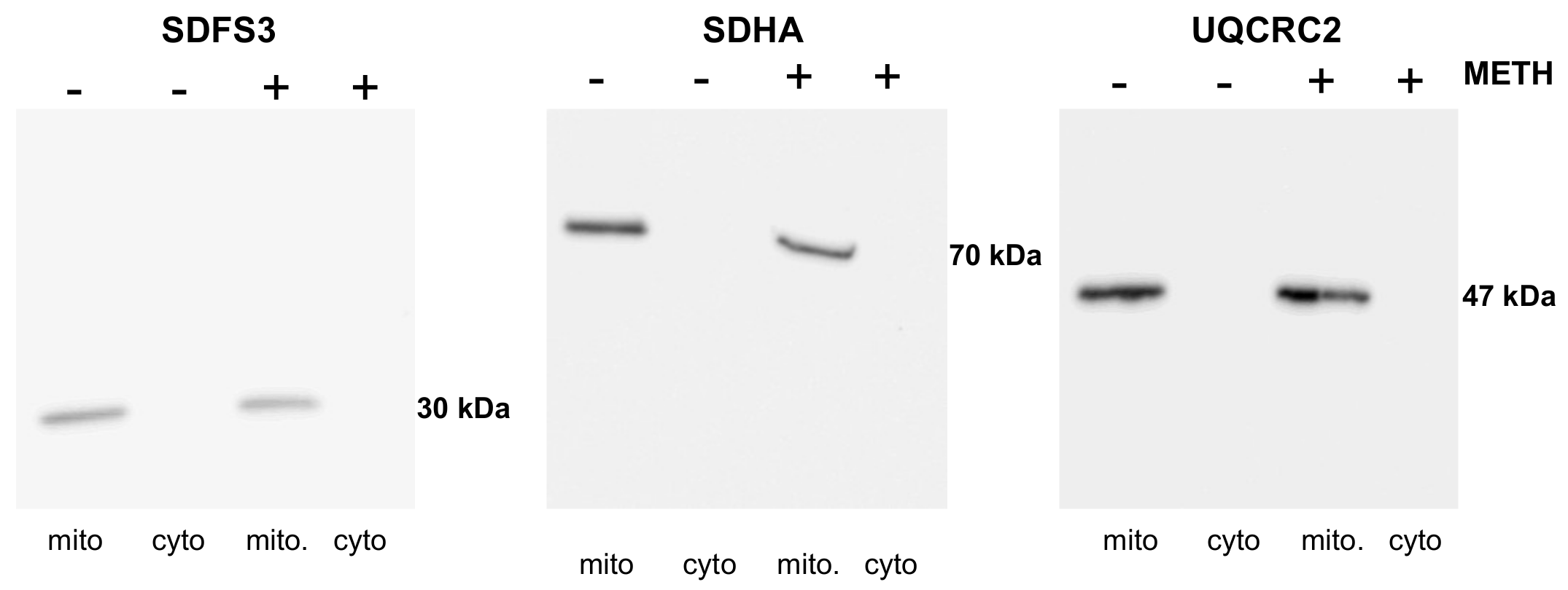 Ijms 23 00363 g0a4 Ijms 23 00363 g0a4