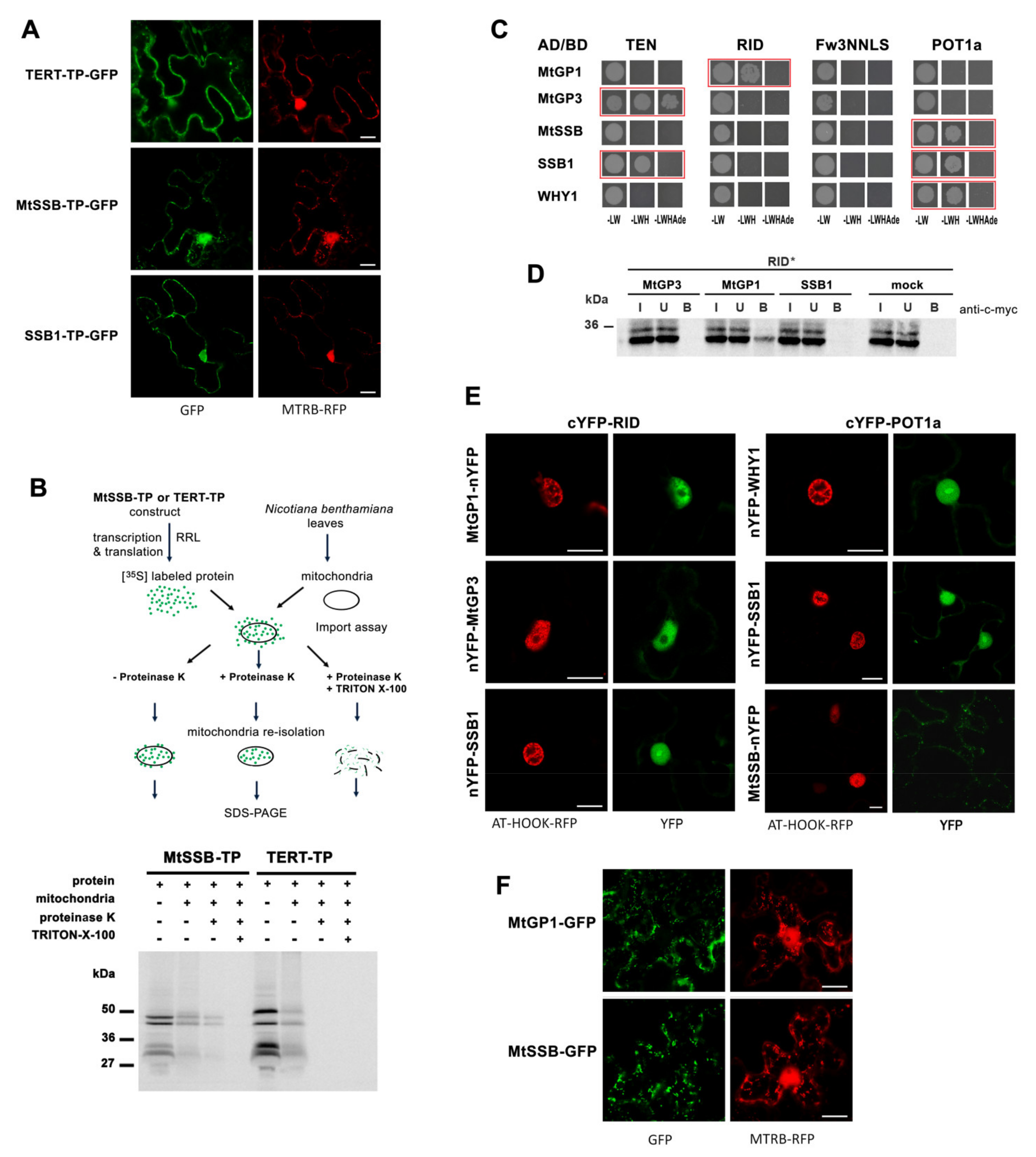 Ijms 23 00368 g004 Ijms 23 00368 g004
