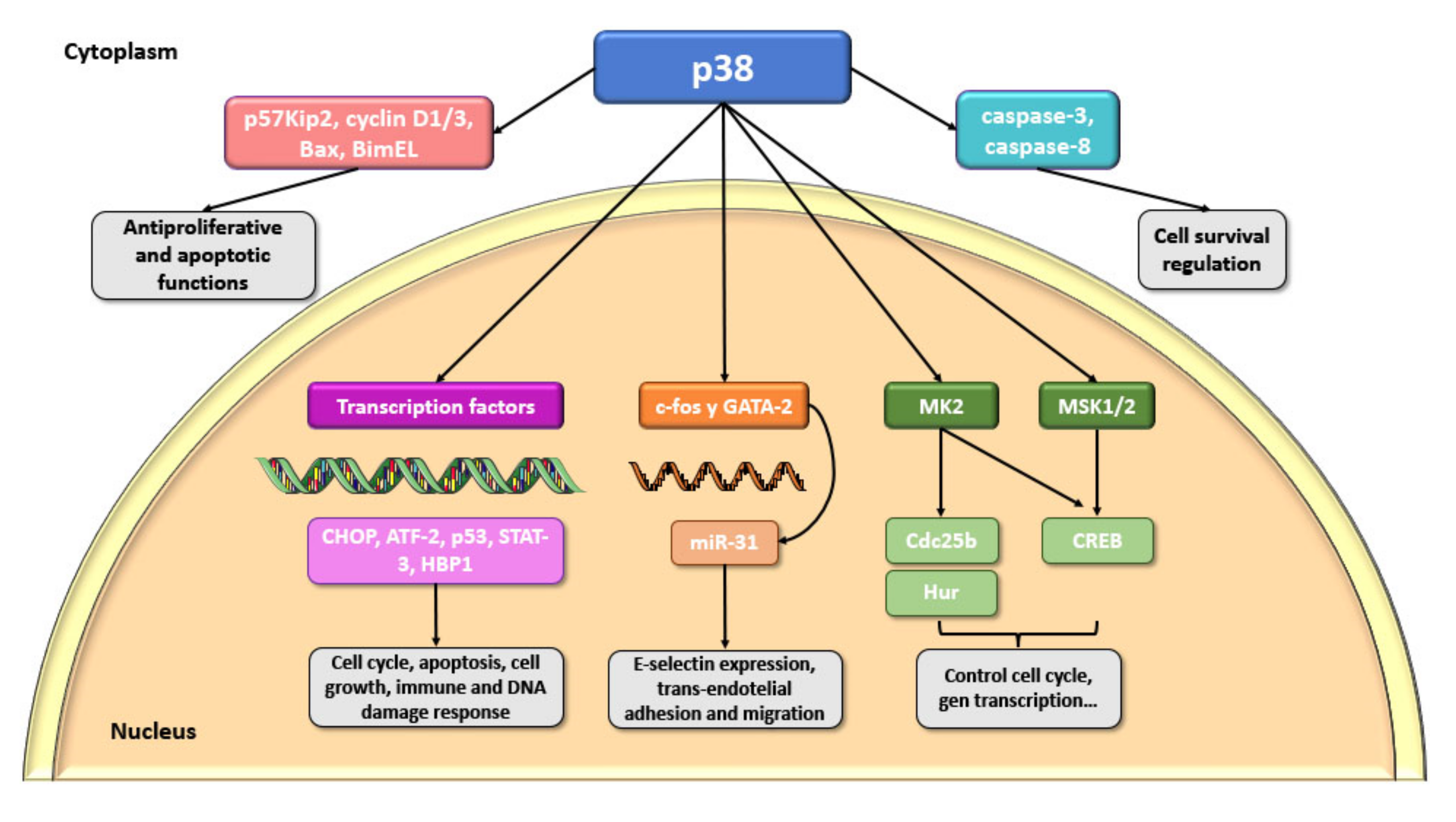 Ijms 23 00370 g002 Ijms 23 00370 g002
