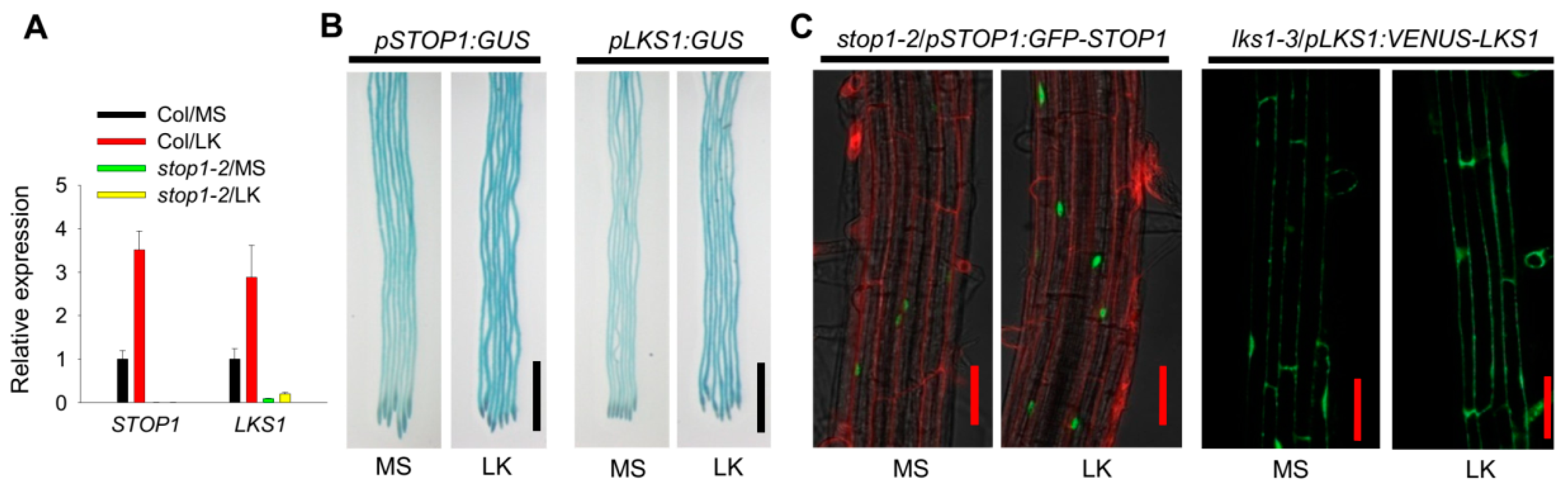 Ijms 23 00383 g007 550