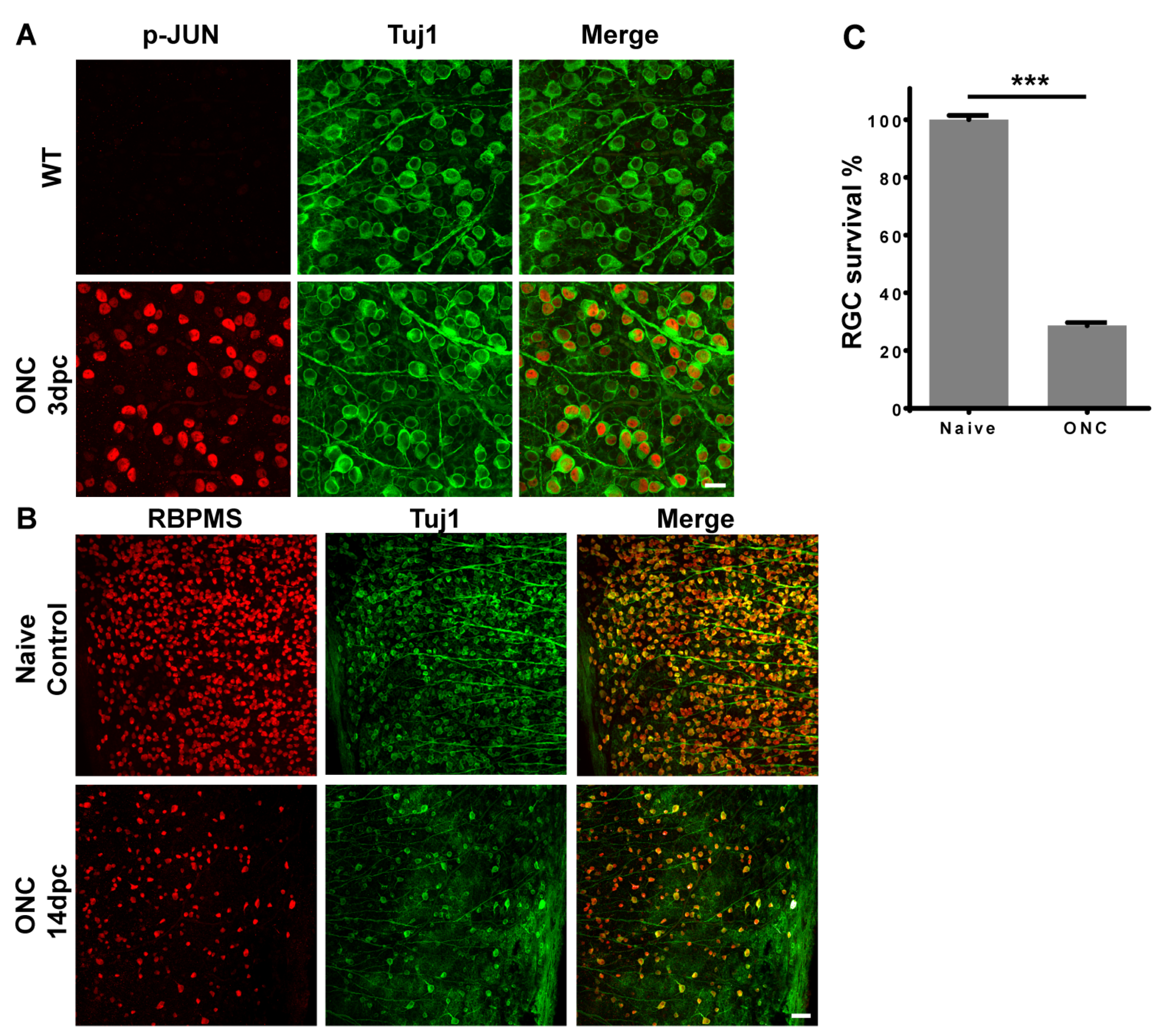 Ijms 23 00385 g001 Ijms 23 00385 g001