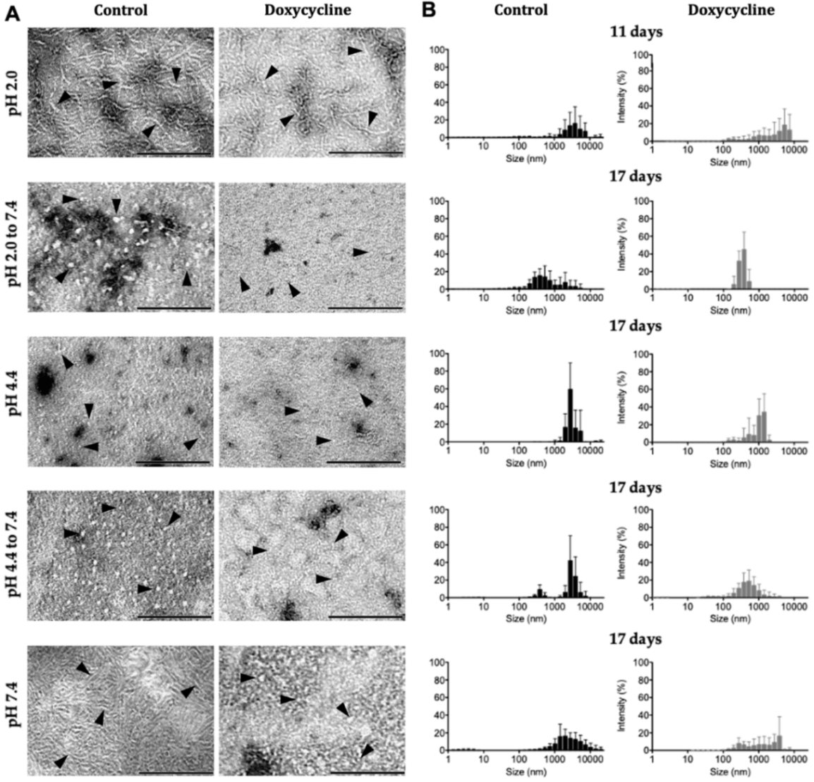 Ijms 23 00391 g002 Ijms 23 00391 g002