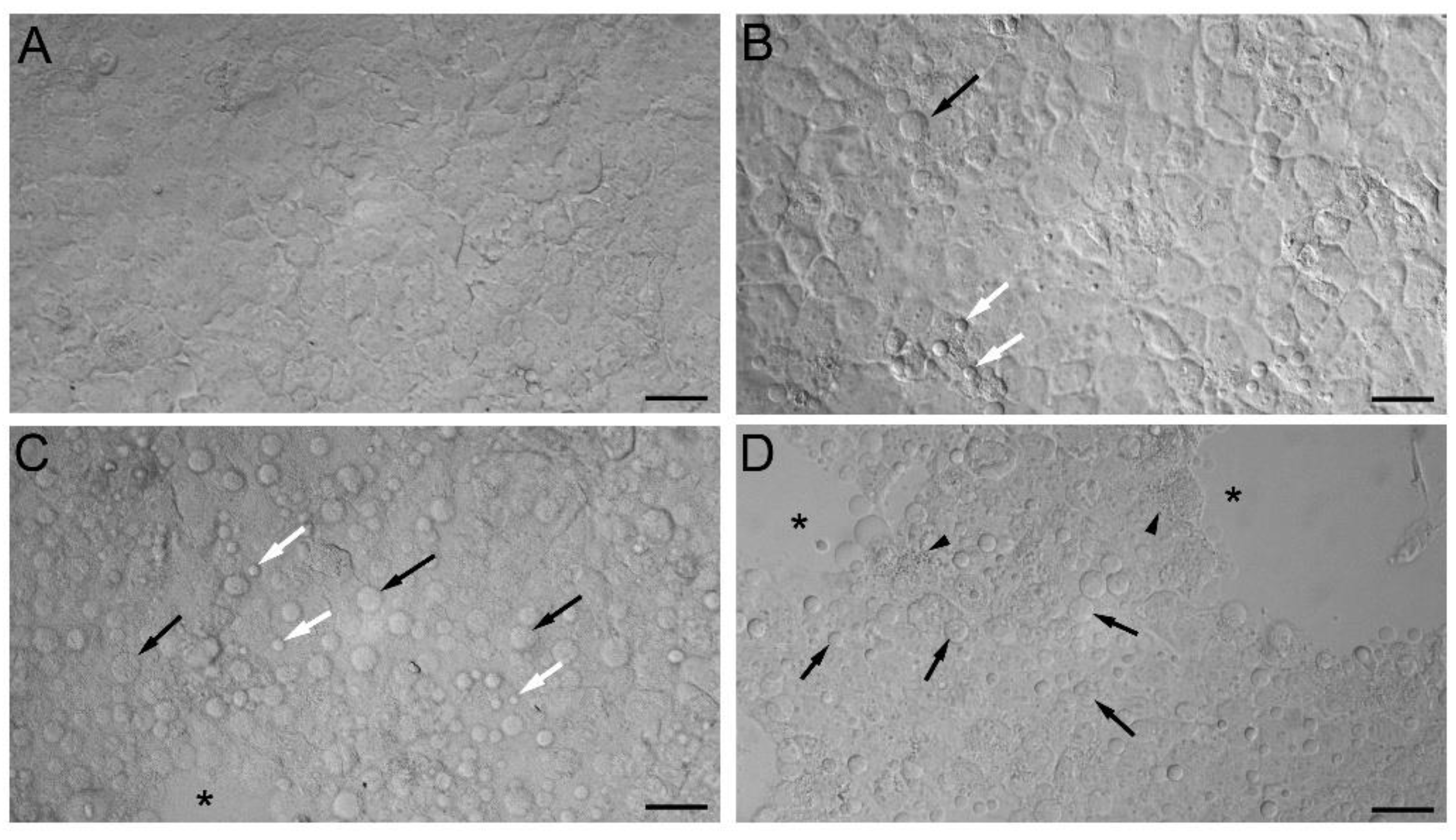 Ijms 23 00394 g006 550