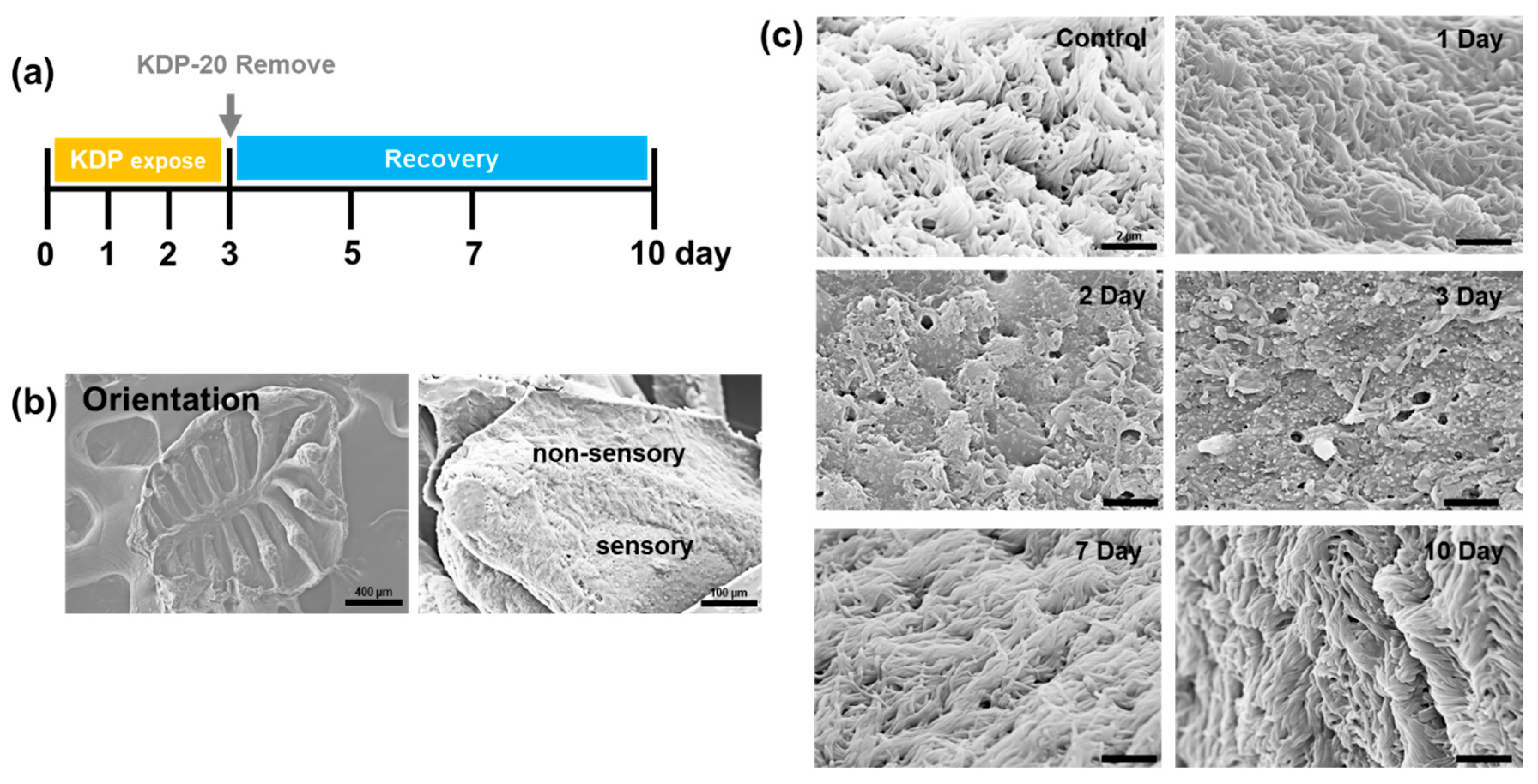 Ijms 23 00407 g003 550