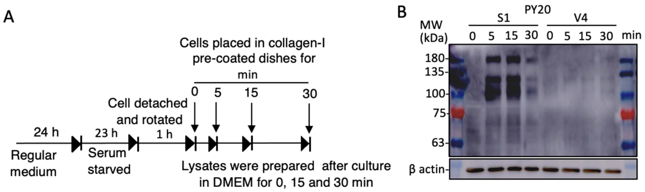 Ijms 23 00423 g007 Ijms 23 00423 g007