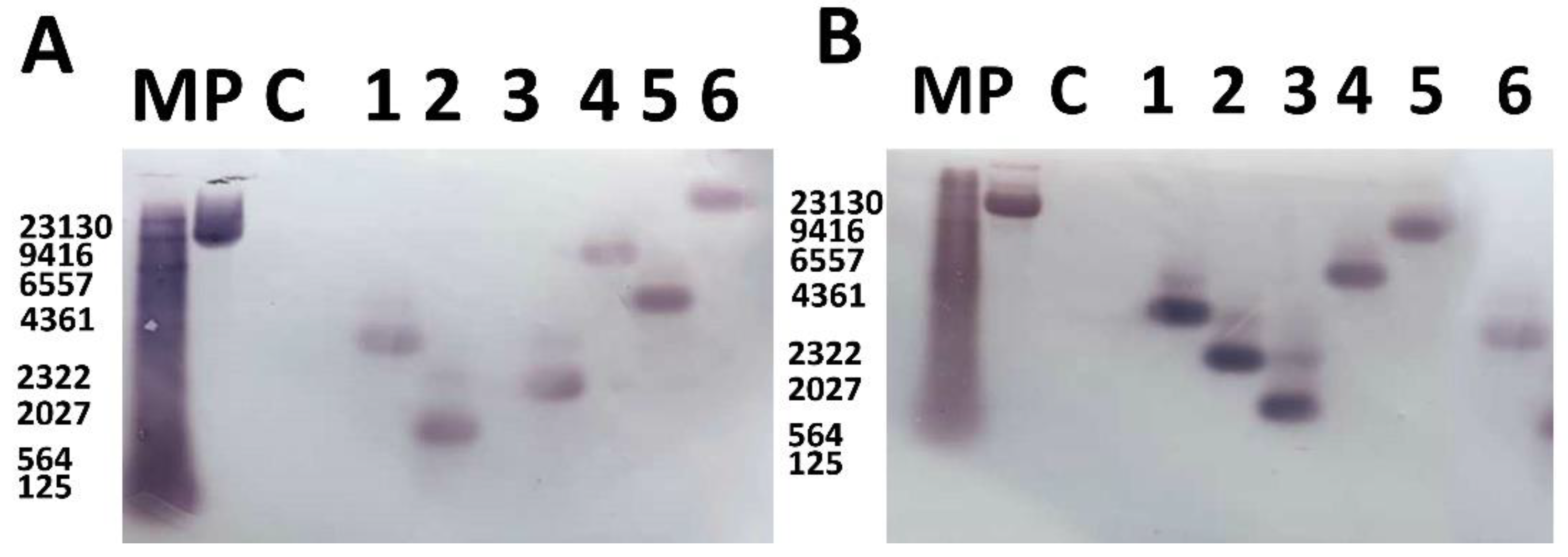 Ijms 23 00454 g002 550