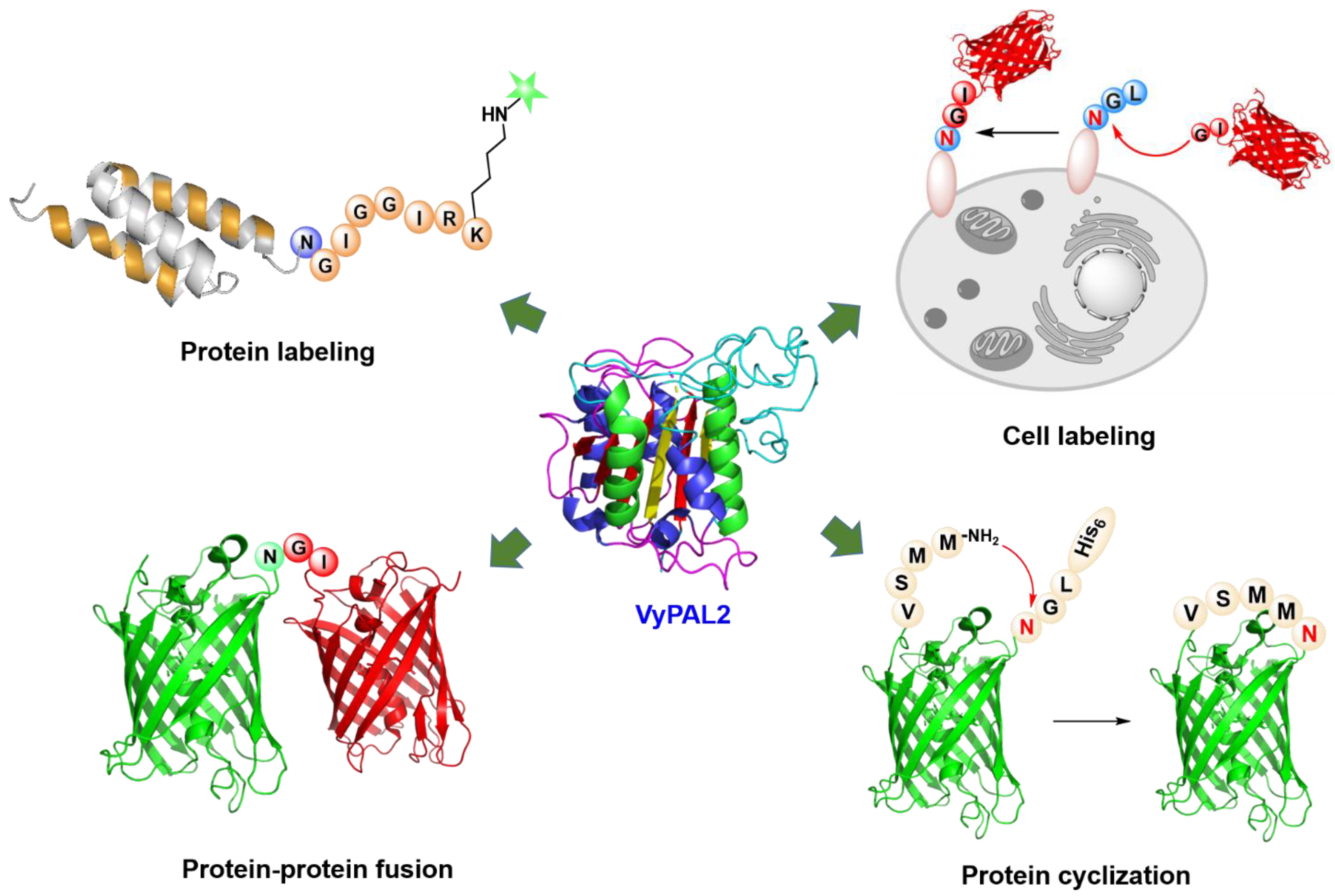 Ijms 23 00458 sch002