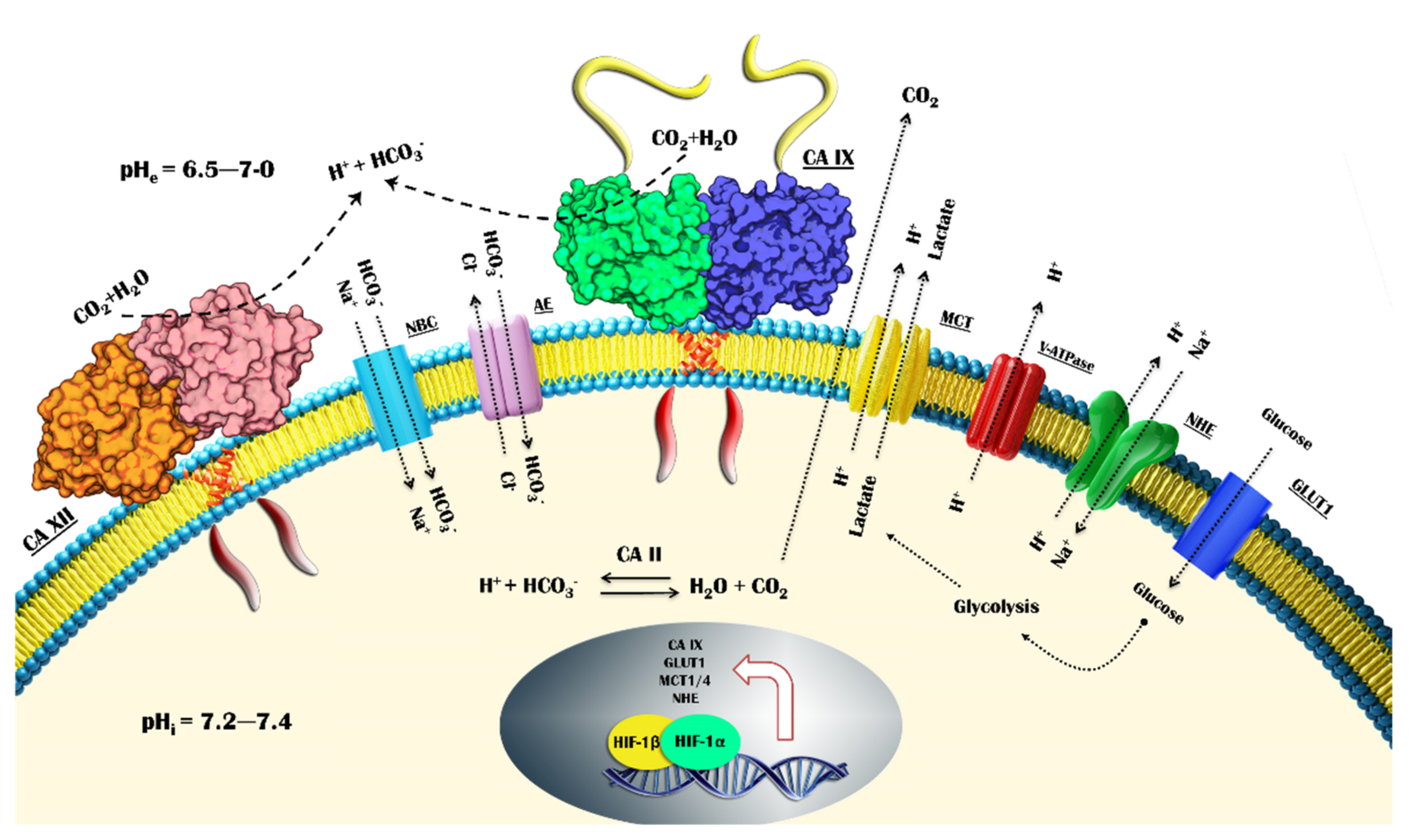 Ijms 23 00461 g001 550