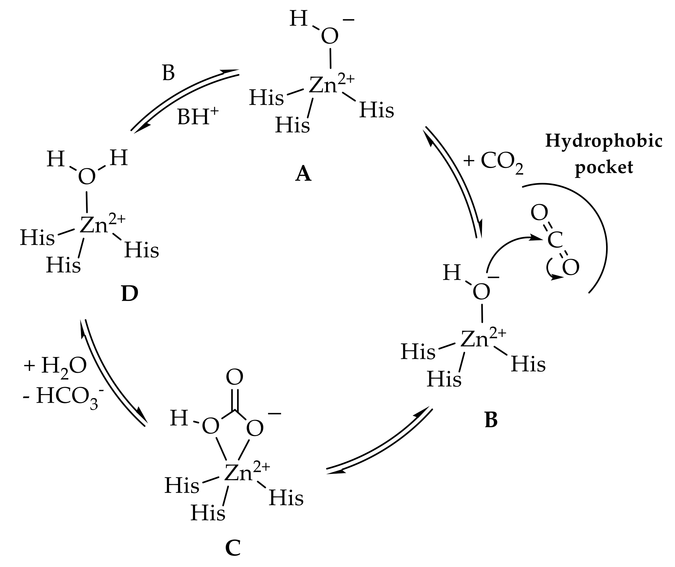 Ijms 23 00461 g002 550