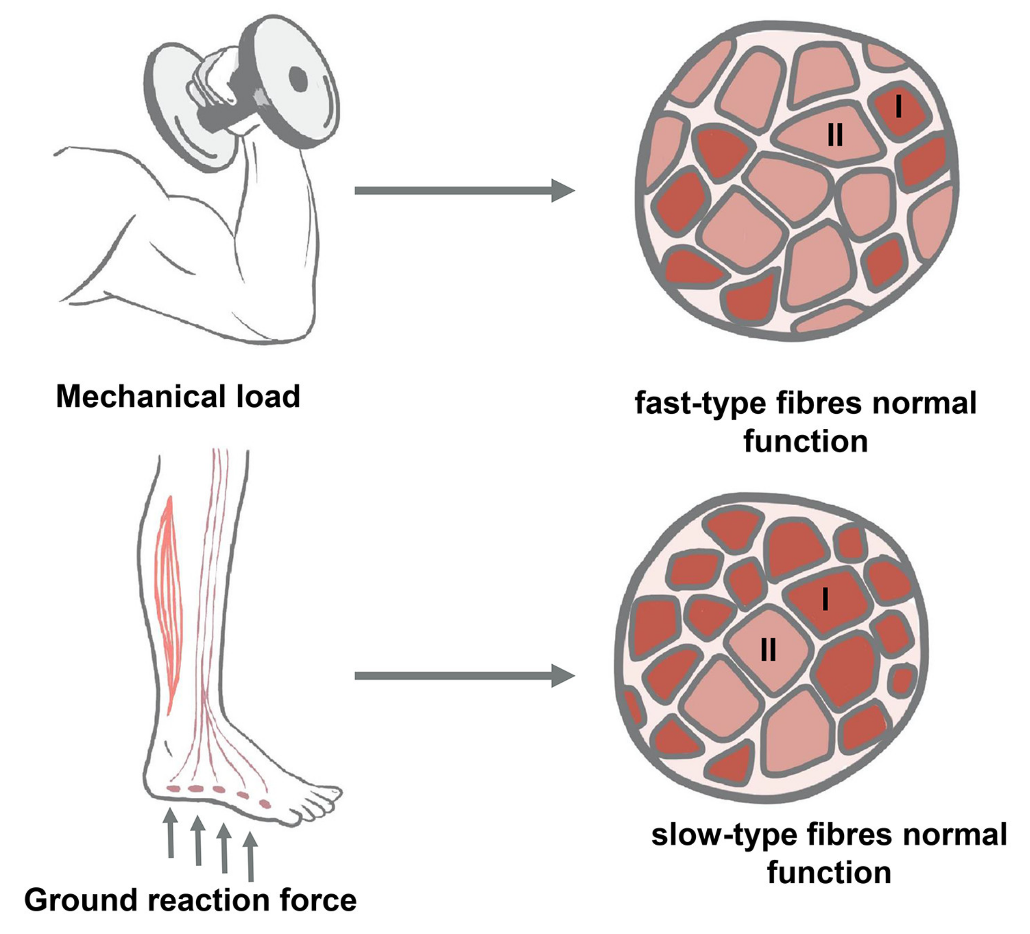 Fast And Slow Twitch Muscle Fibers