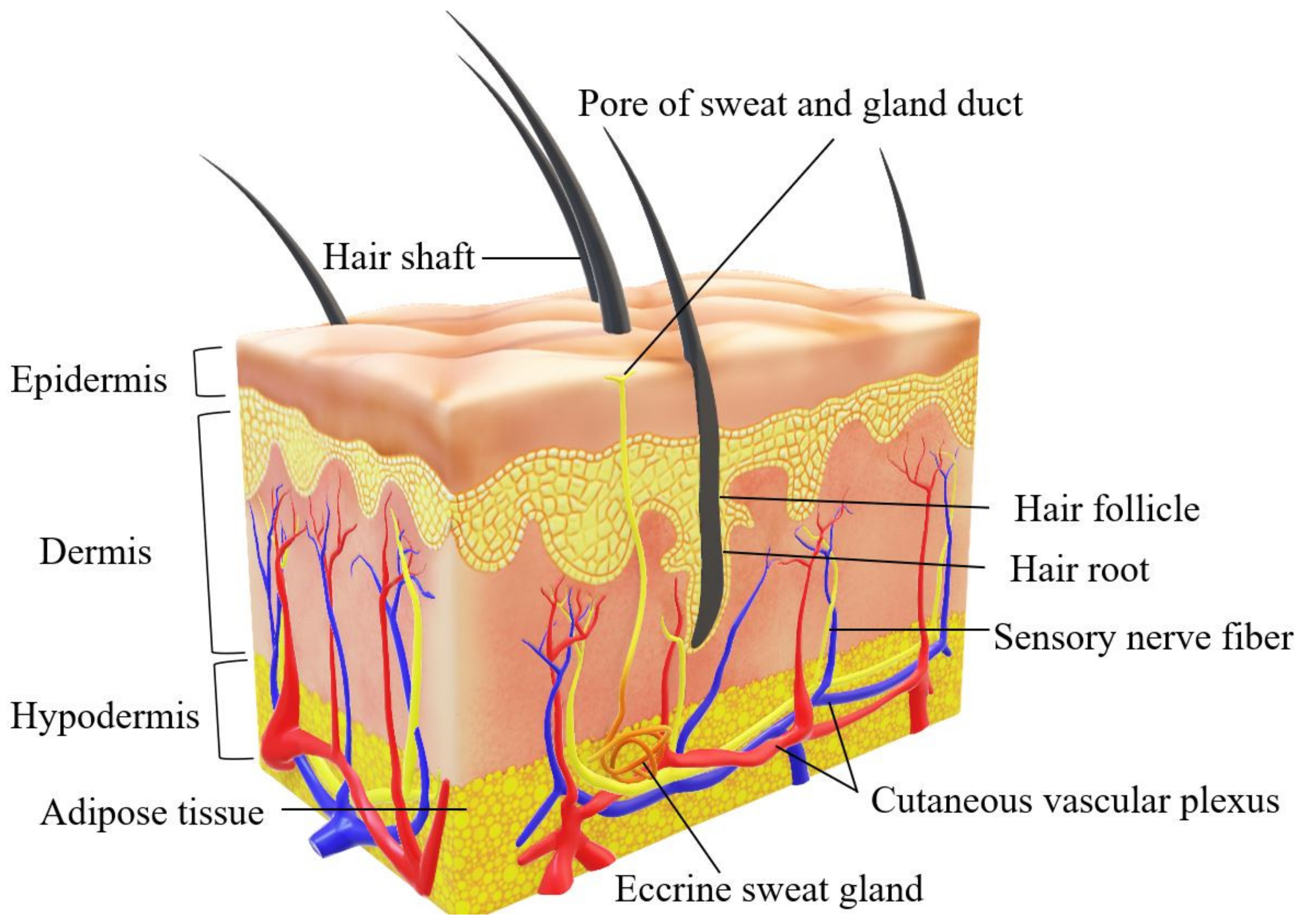 Гиподерма кожи. Hypodermis epidermis. Dermis structure. Epidermis structure.