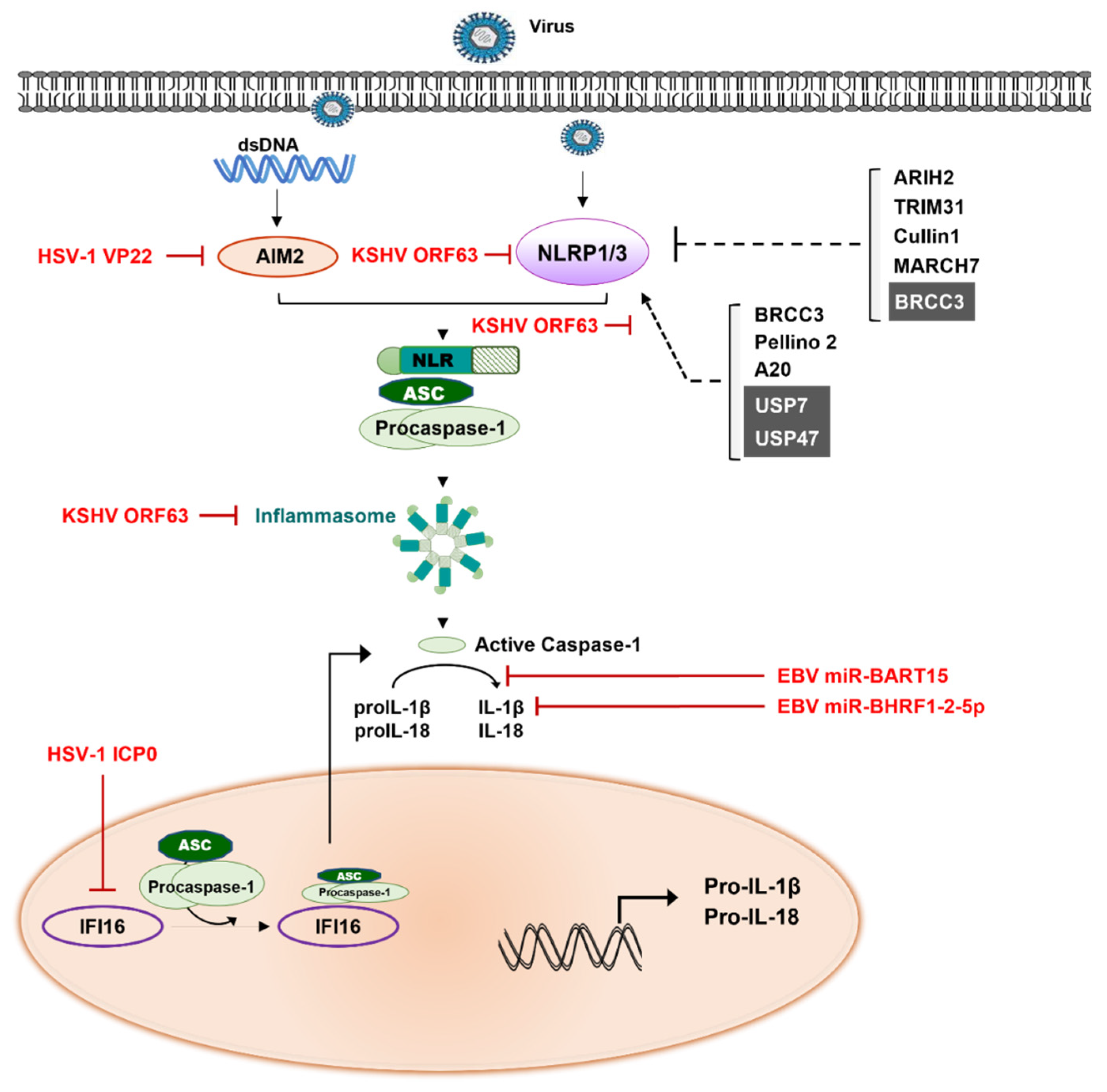 Ijms 23 00492 g003 550