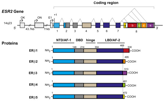 Estradiol Signaling at the Heart of Folliculogenesis: Its