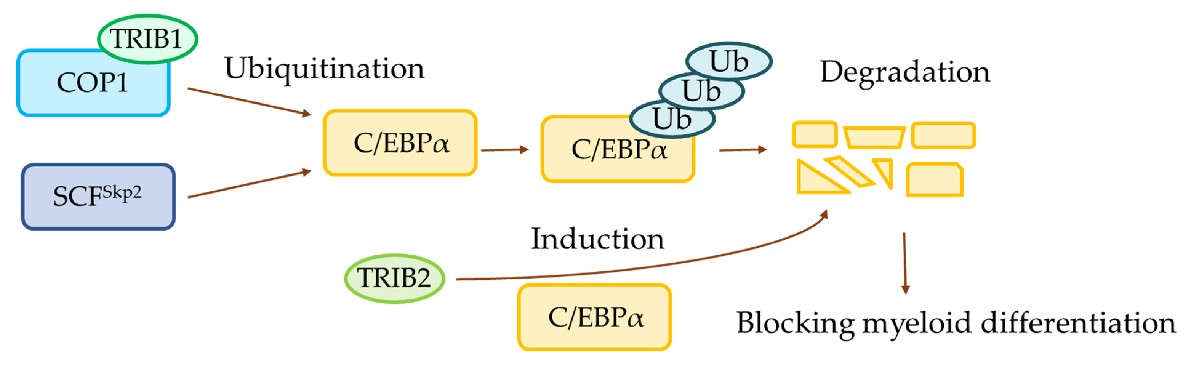 Ijms 23 00514 g003 Ijms 23 00514 g003