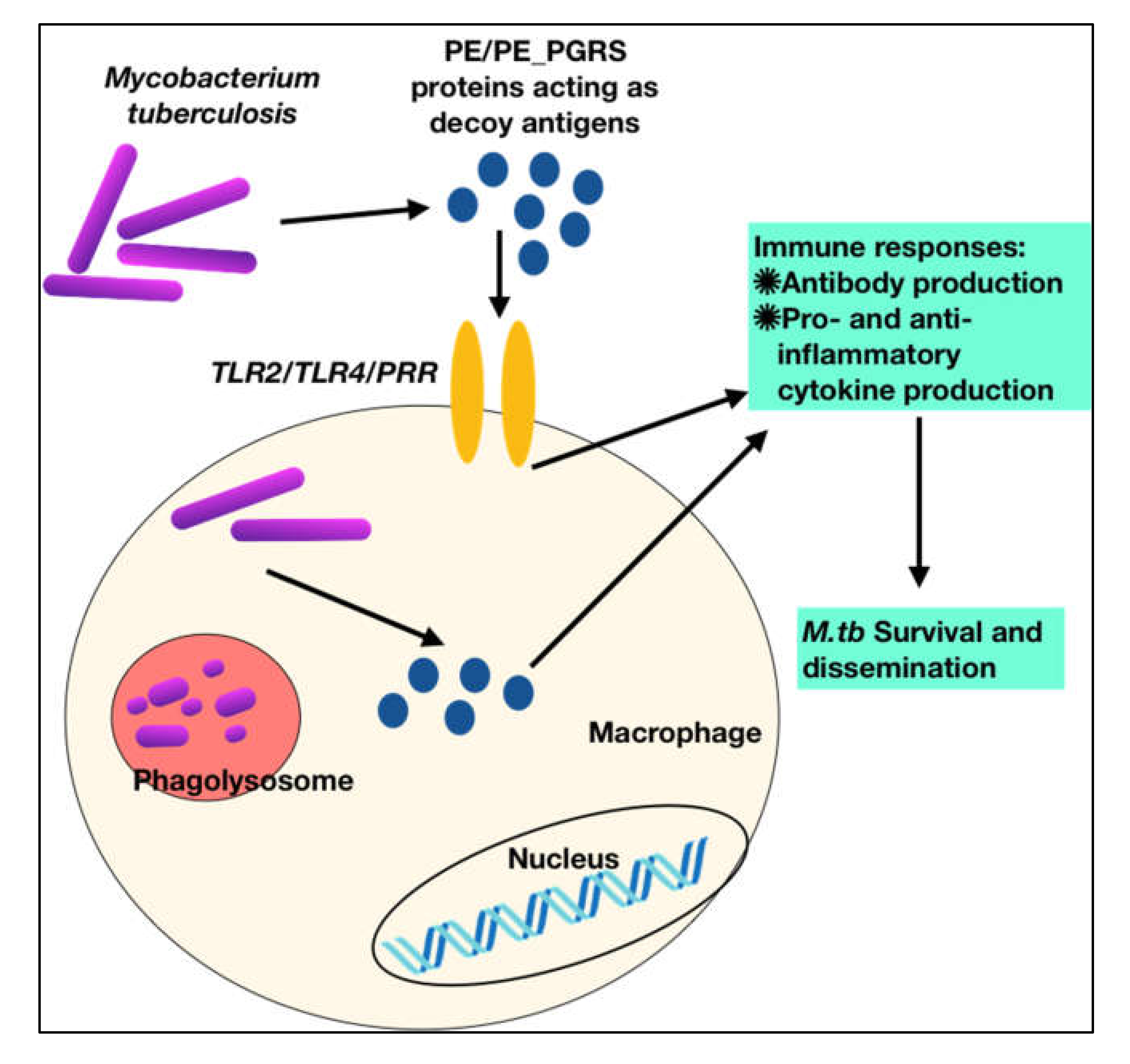 The Genus Mycobacterium Includes Species Responsible For