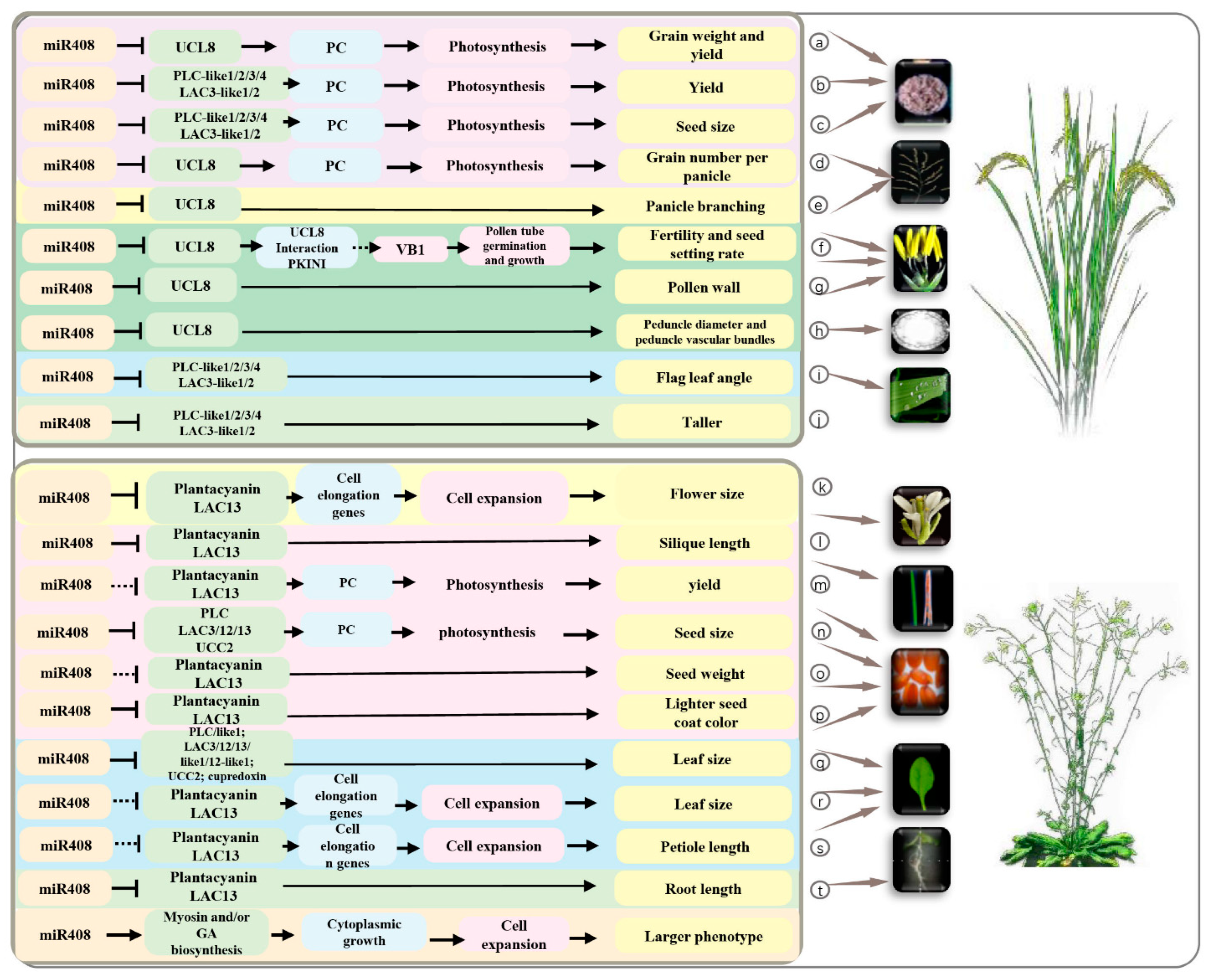 Ijms 23 00530 g004 550