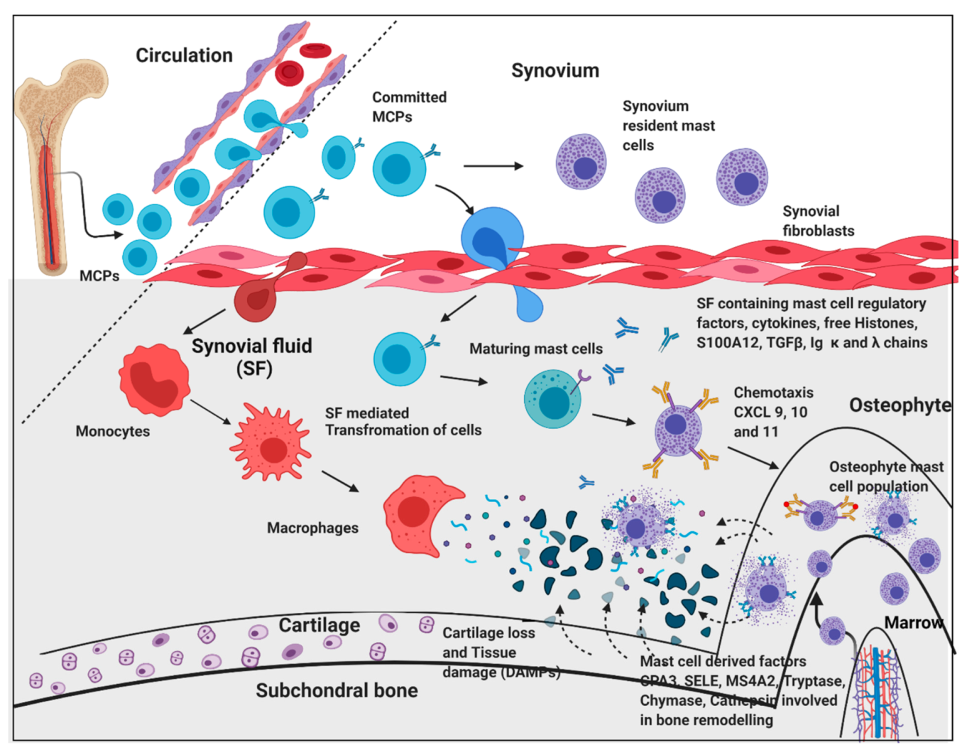 Ijms 23 00541 g007 550