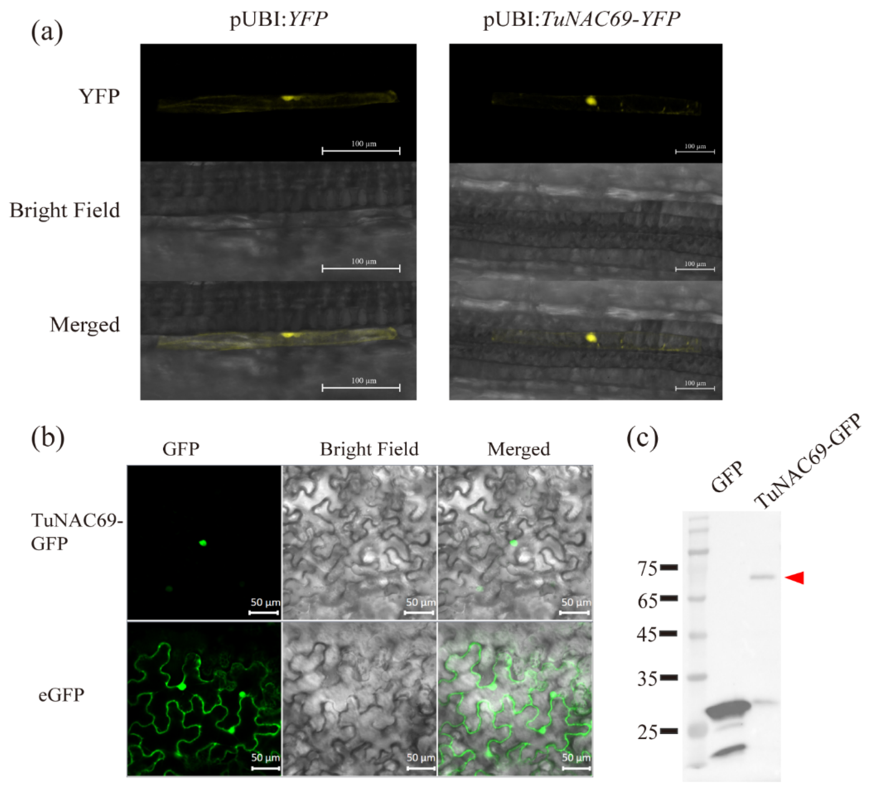 Ijms 23 00564 g003 Ijms 23 00564 g003